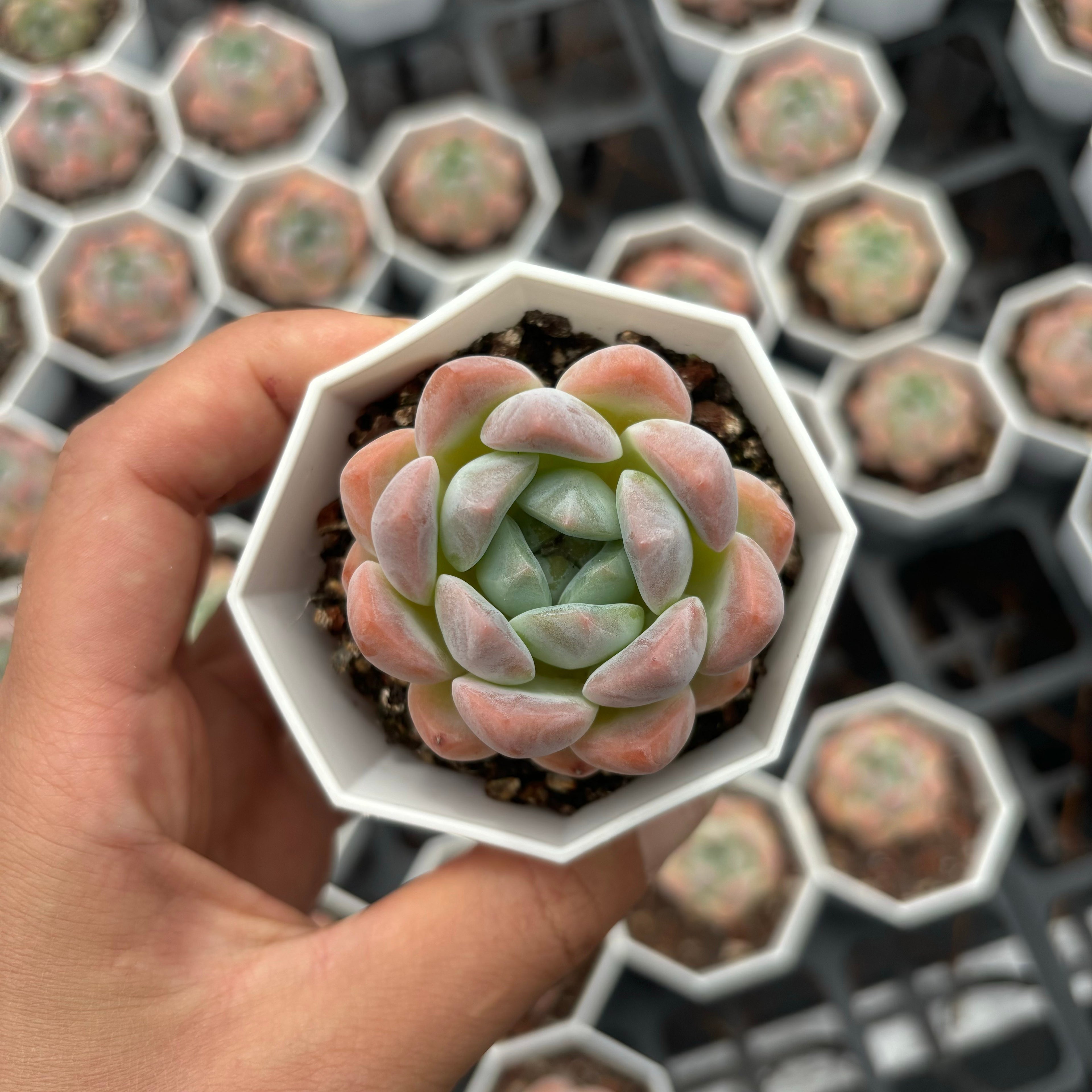 C034 エケベリア X・キャンディーハート