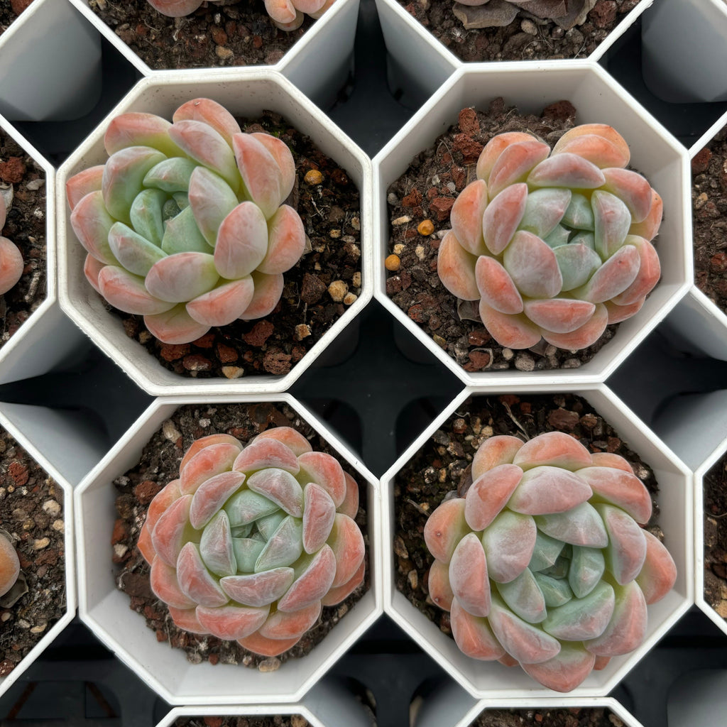 C034 エケベリア X・キャンディーハート