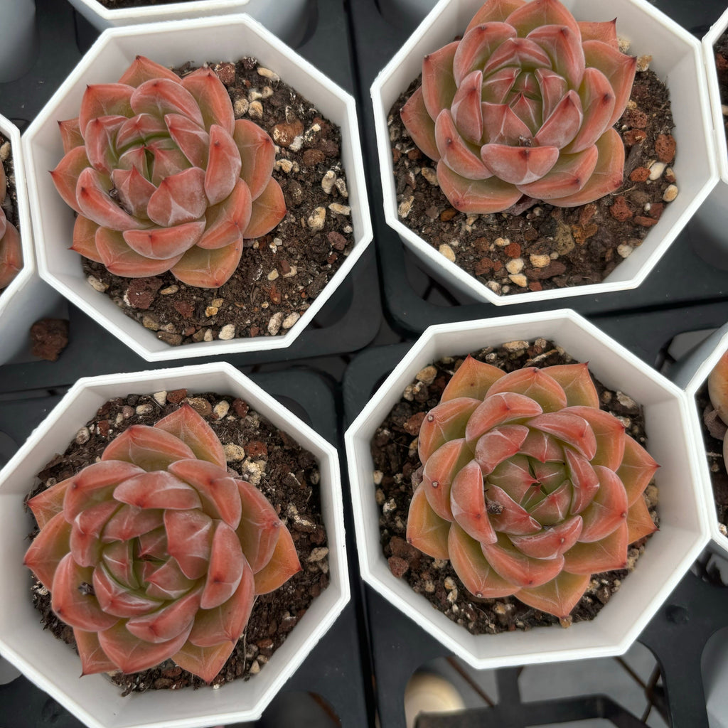 C035 037 ダークグレイン エケベリア