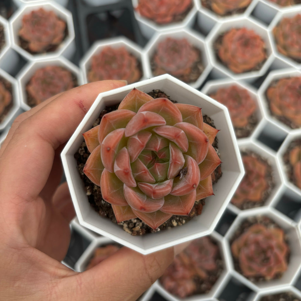 C035 037 ダークグレイン エケベリア