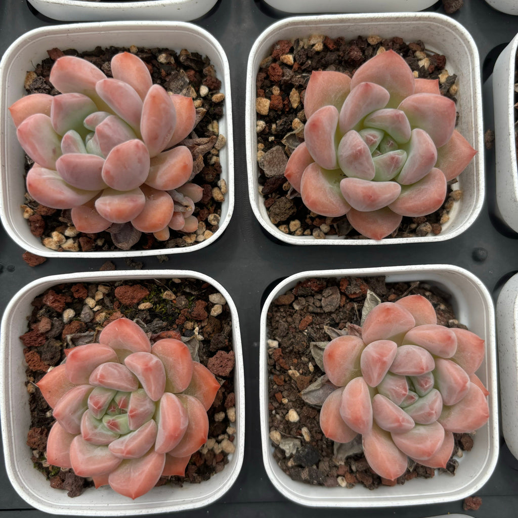 C036 エケベリア ハッピー・エッグ