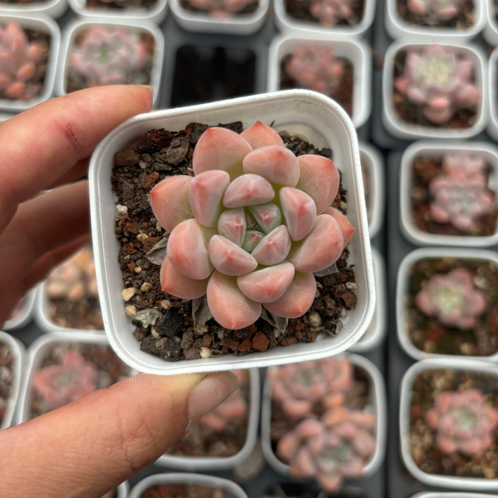 C036 エケベリア ハッピー・エッグ