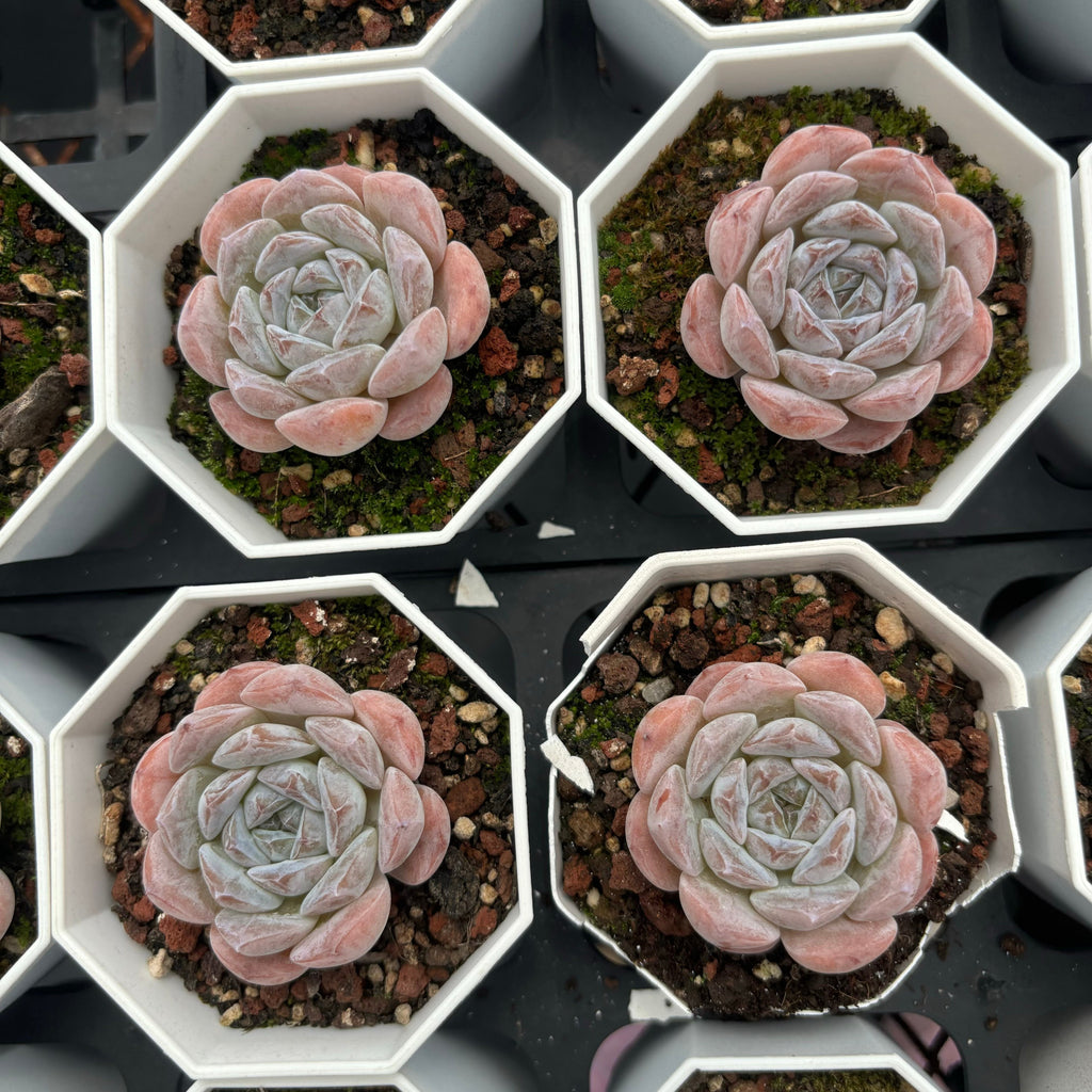 C037 エケベリア グリーン・ジェリーフィッシュ