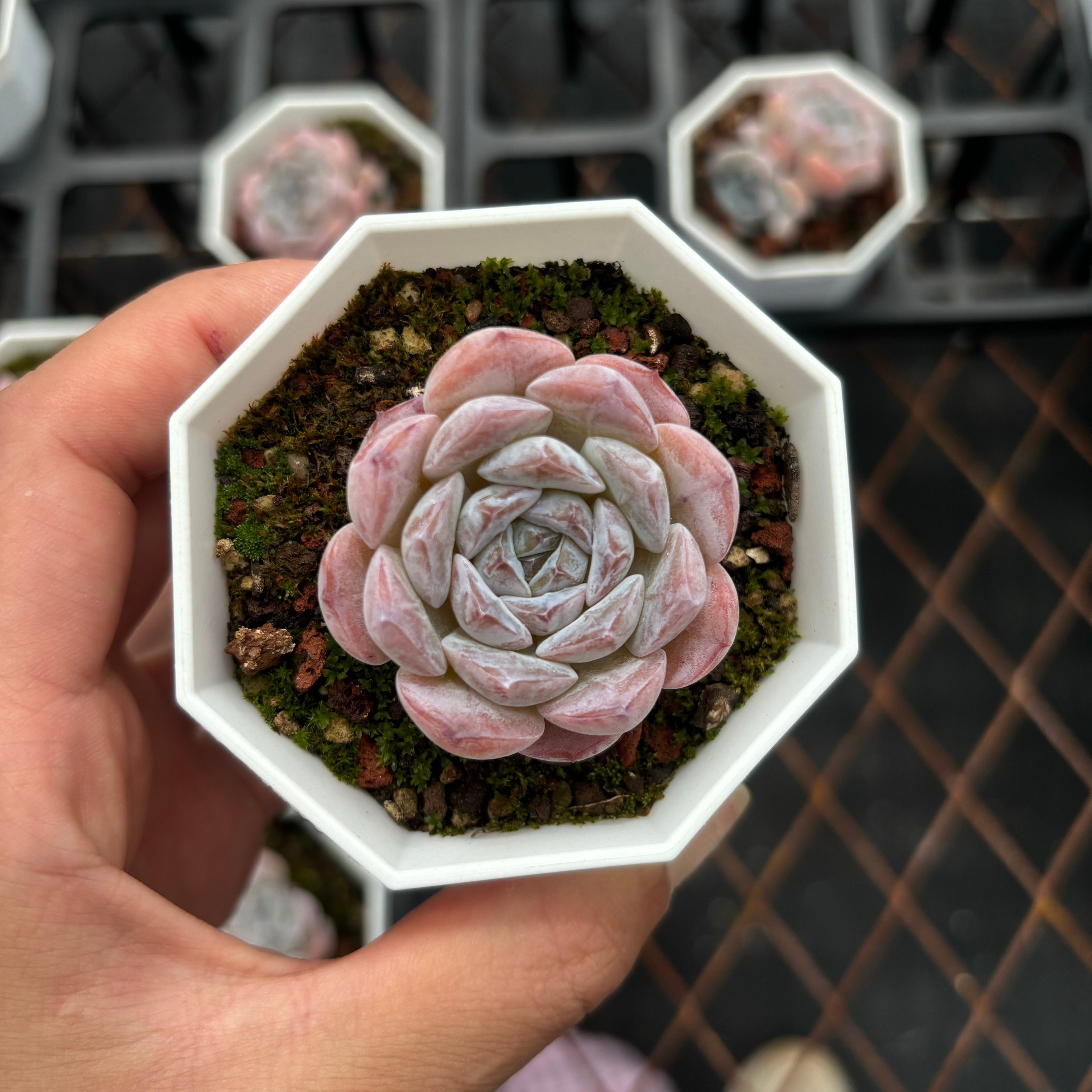 C037 エケベリア グリーン・ジェリーフィッシュ