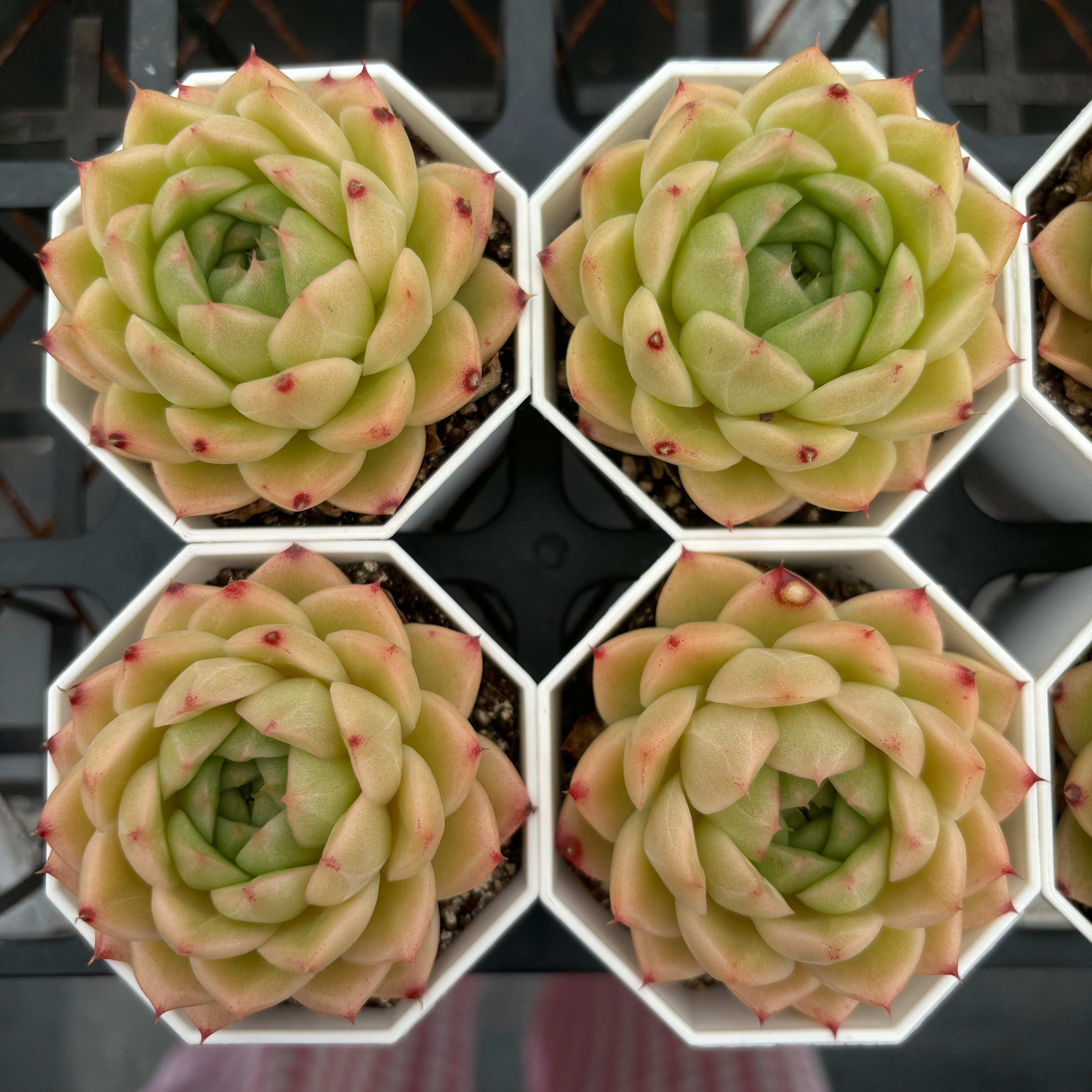 C038 エケベリア モーニング・グロー