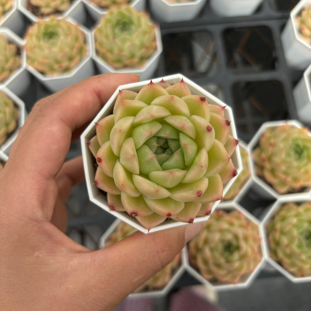 C038 エケベリア モーニング・グロー