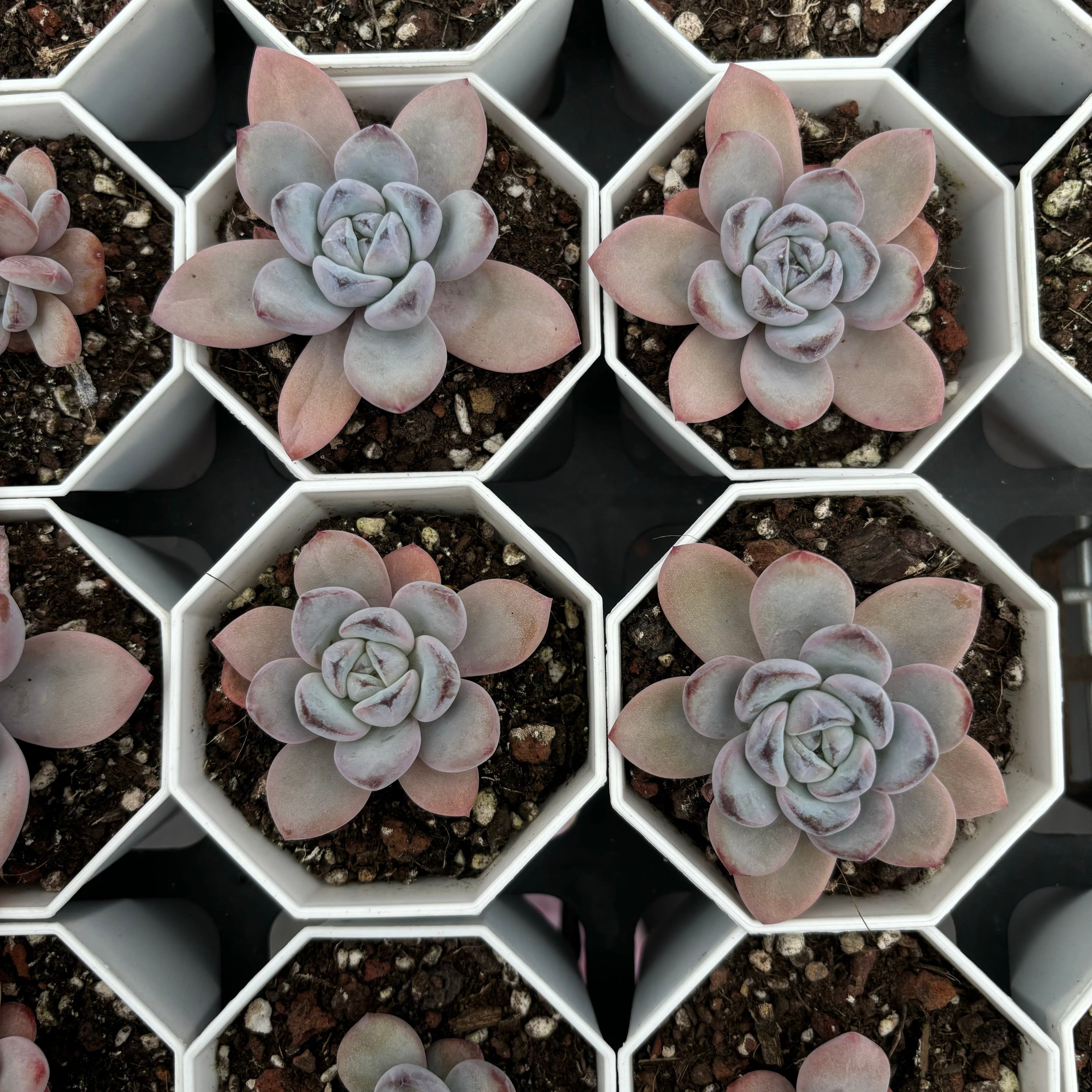 C039 エケベリア スター・モンロー