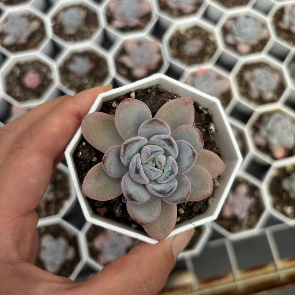 C039 エケベリア スター・モンロー