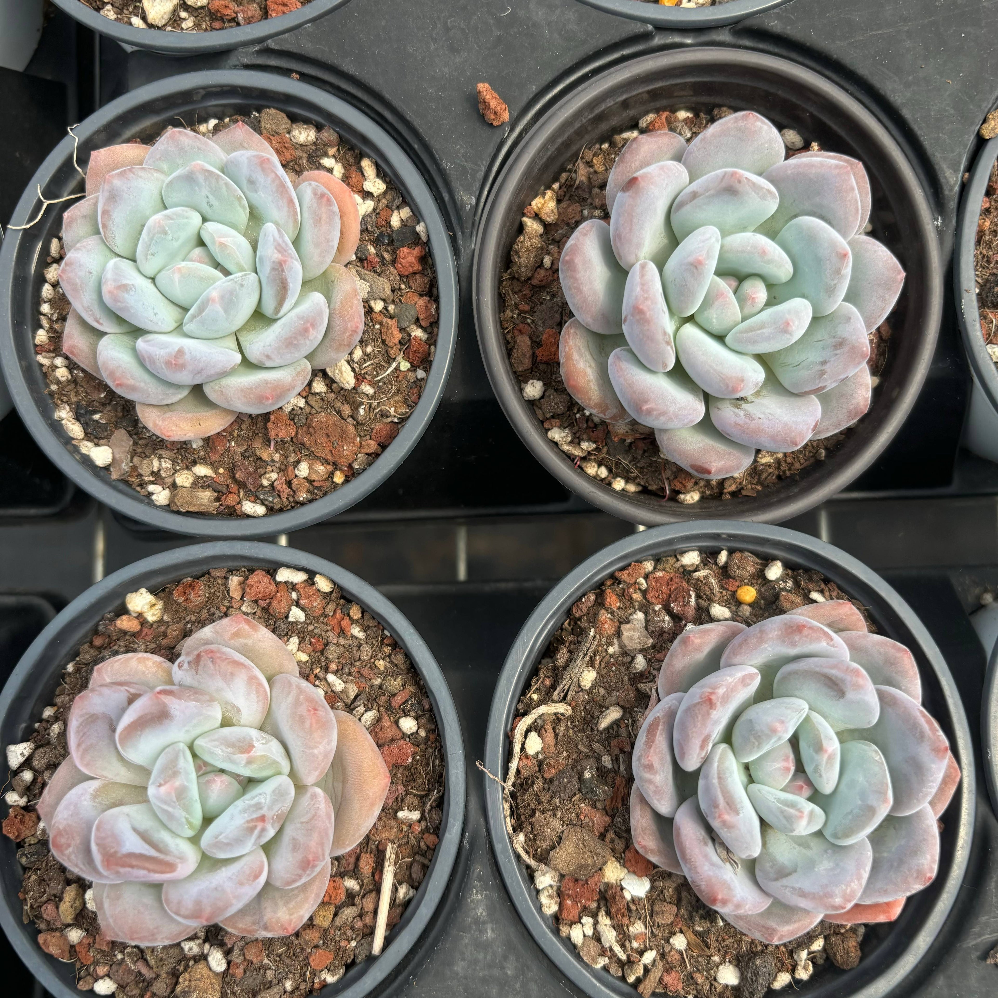 C040 エケベリア モンロー・フレベル