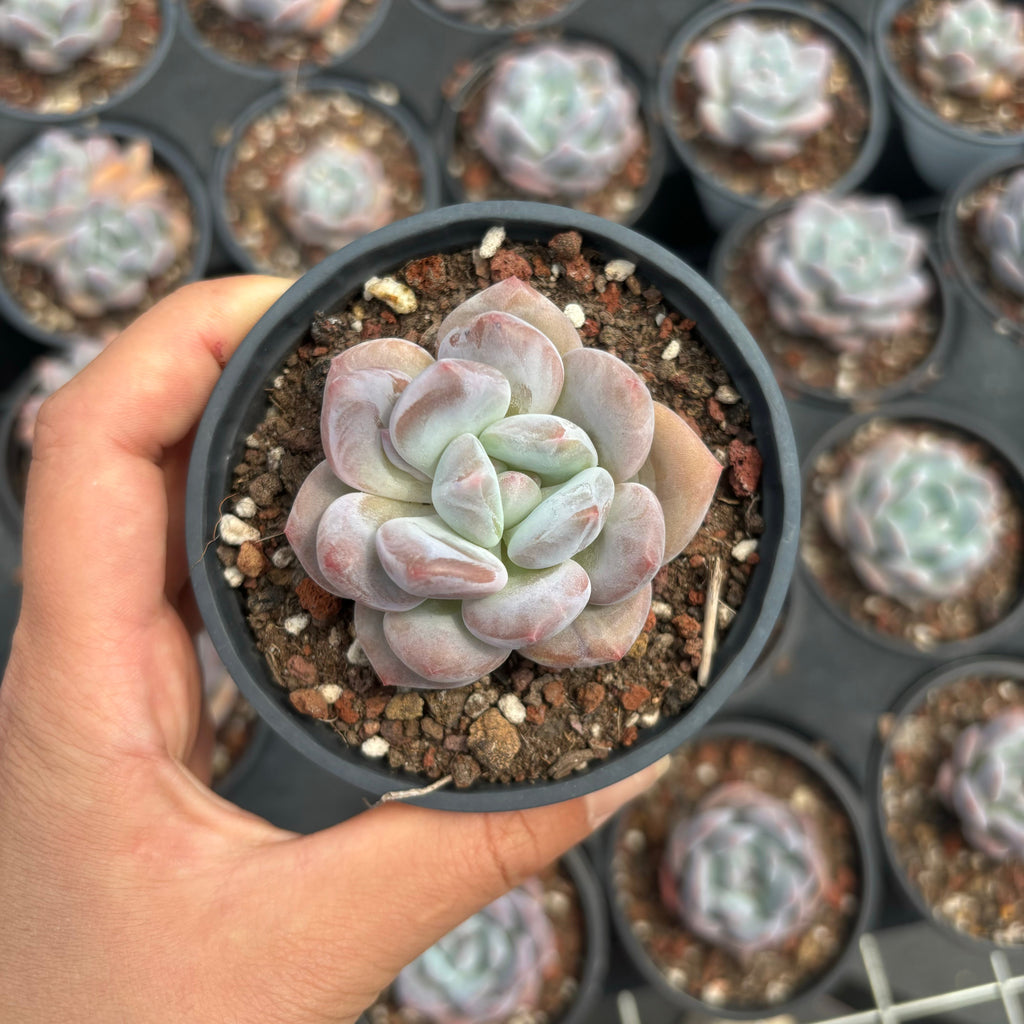 C040 エケベリア モンロー・フレベル