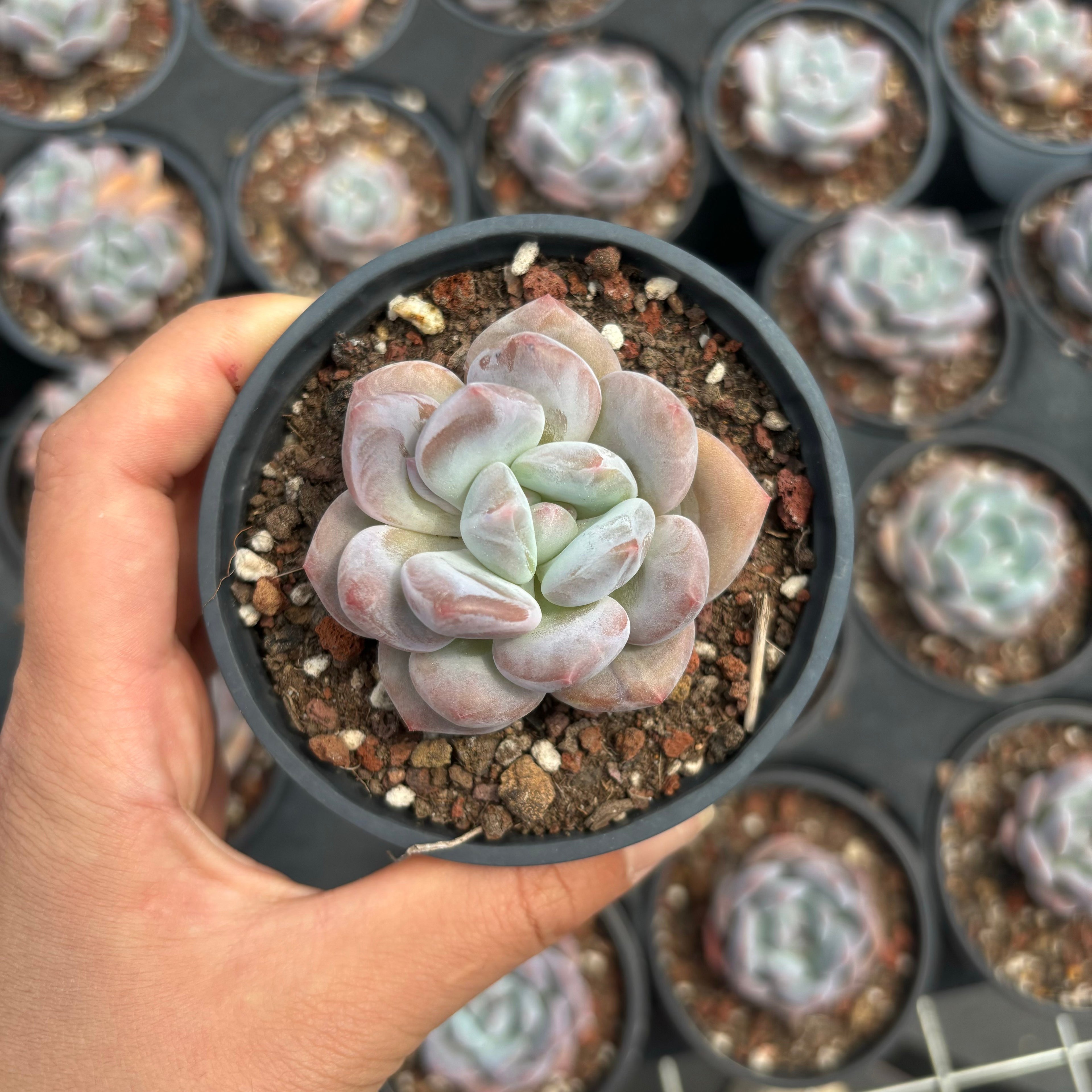 C040 エケベリア モンロー・フレベル