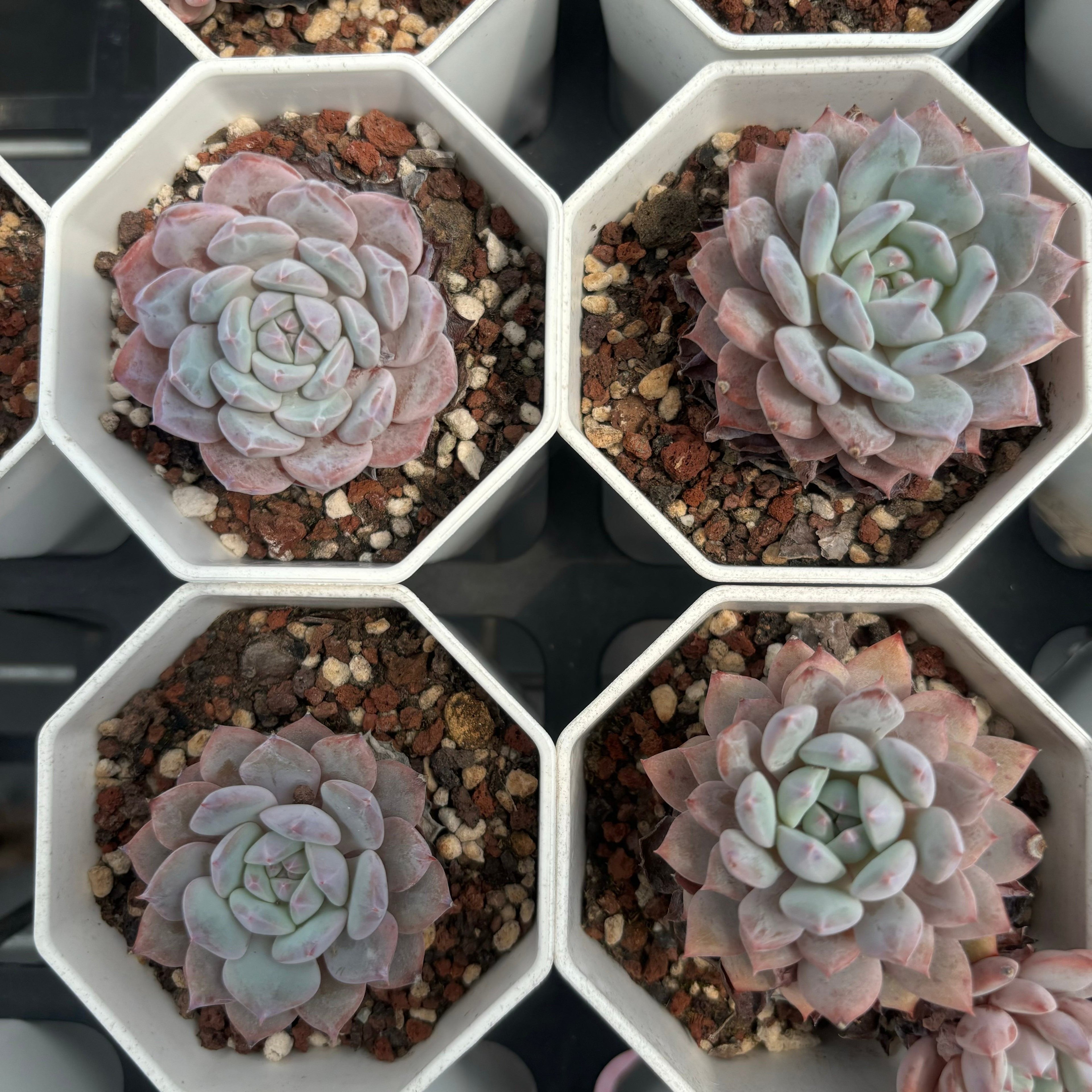 C041 エケベリア オレンジ・モンロー×ラウイ