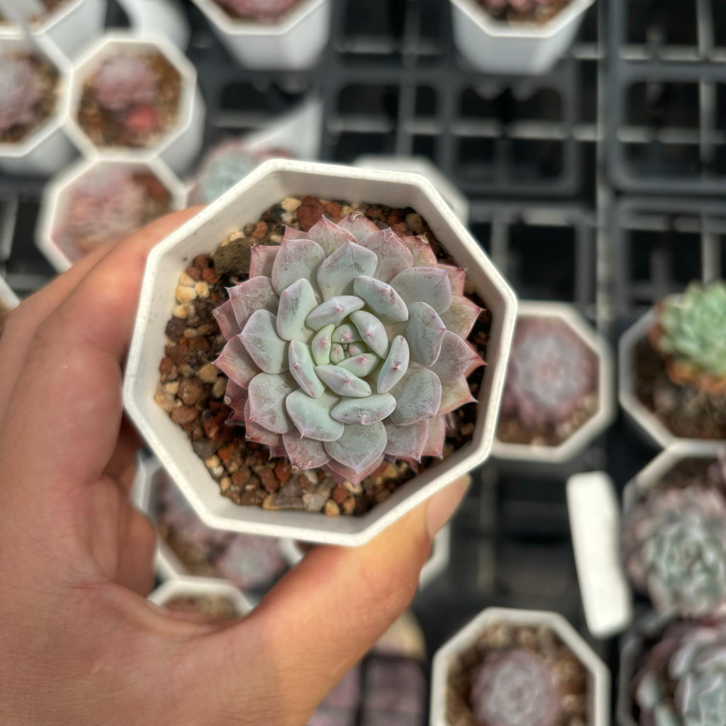 C041 エケベリア オレンジ・モンロー×ラウイ