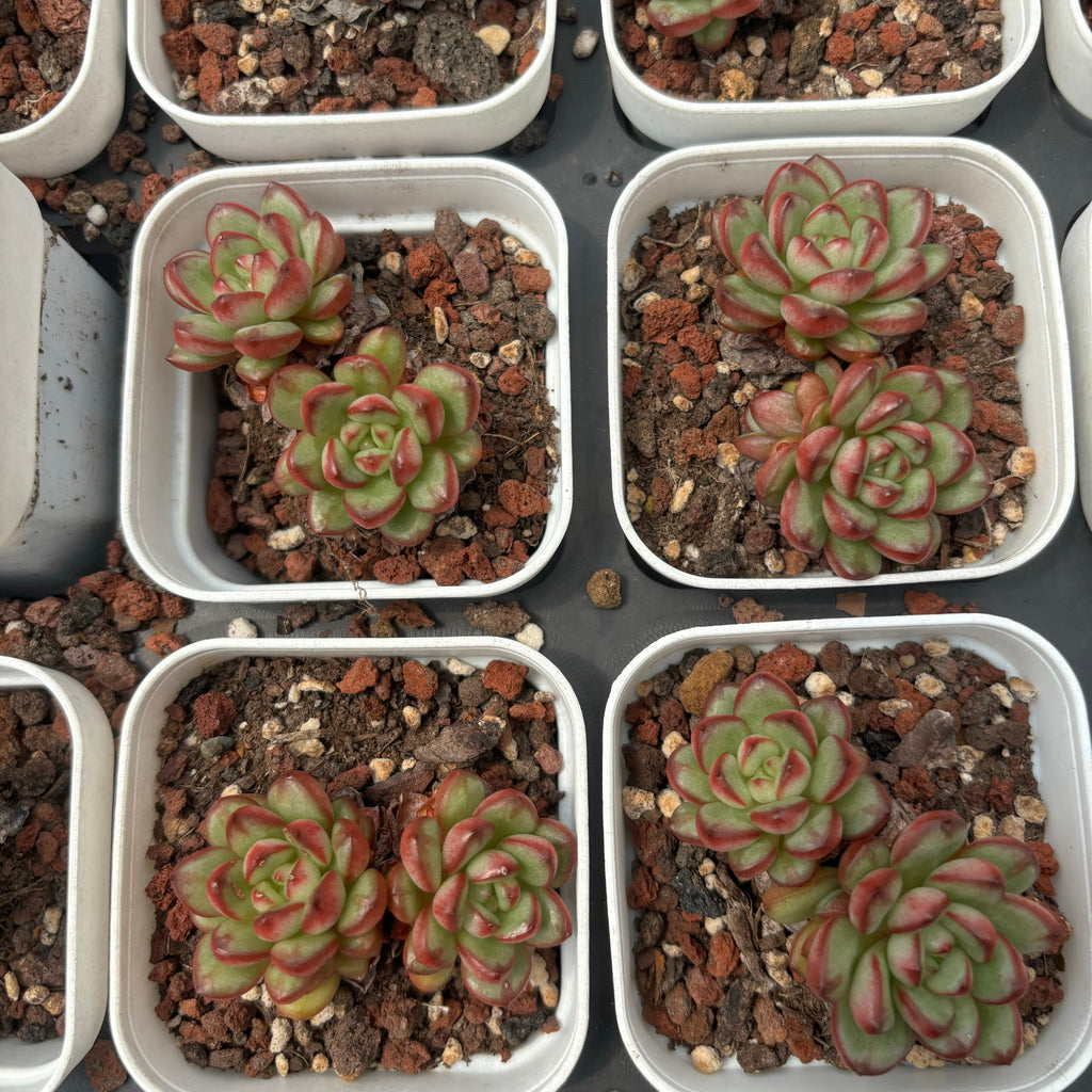 C042 エケベリア レッドライン・ダイヤモンド