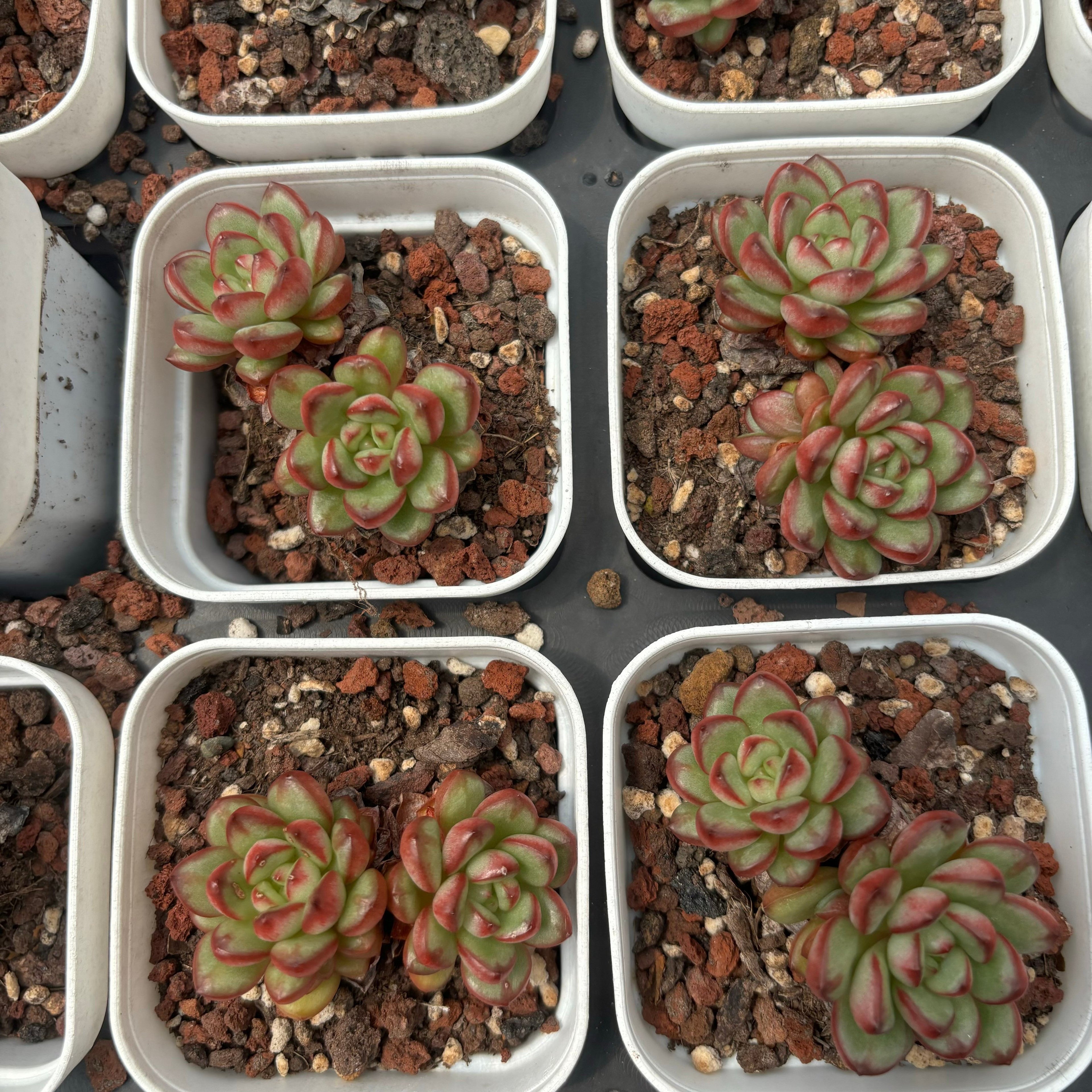 C042 エケベリア レッドライン・ダイヤモンド