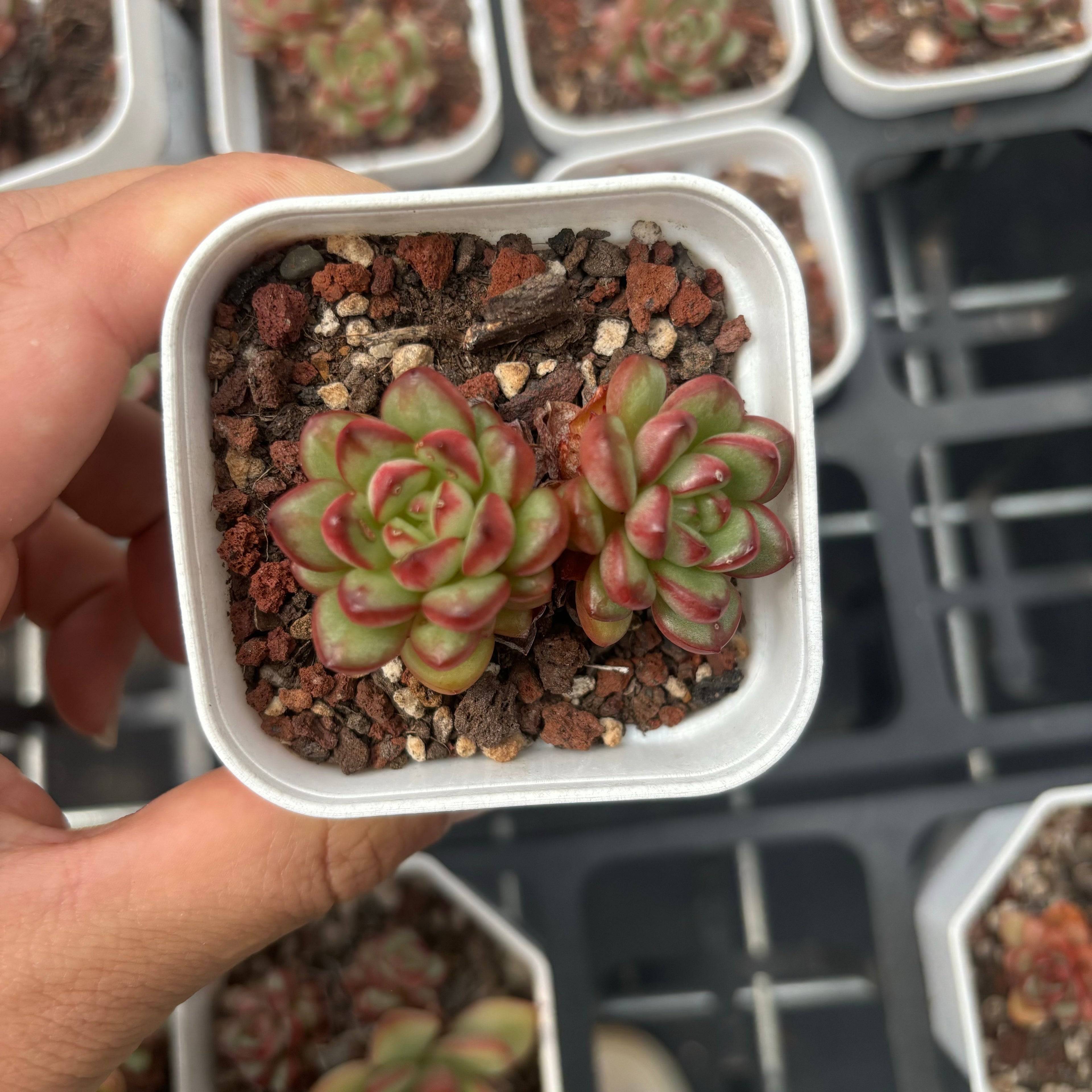 C042 エケベリア レッドライン・ダイヤモンド