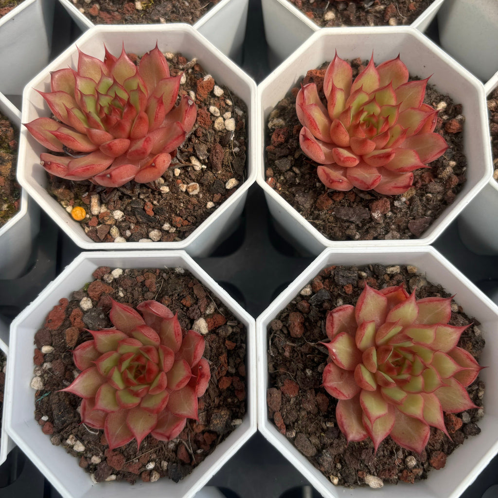 C045 W2-078 エケベリア