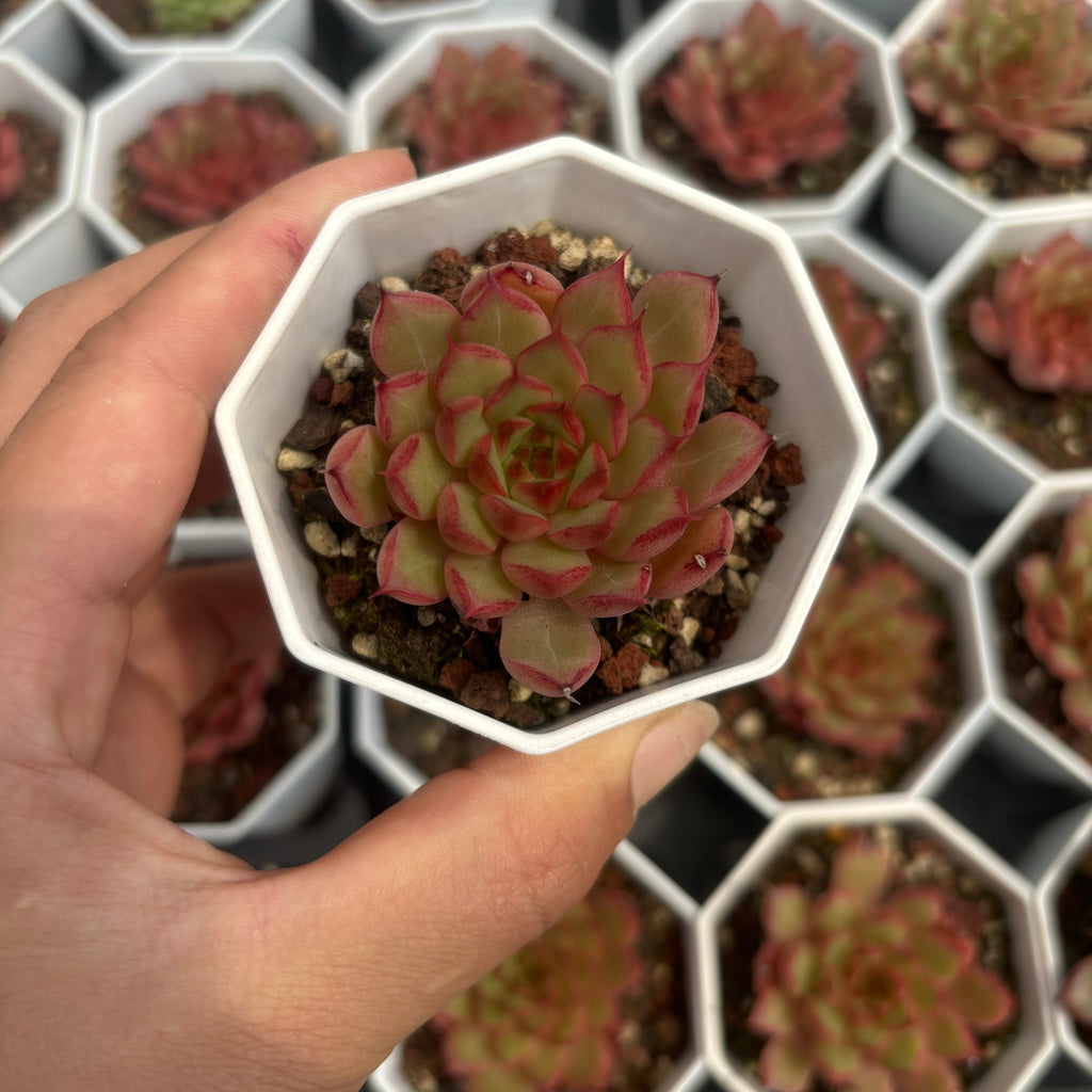 C045 W2-078 エケベリア