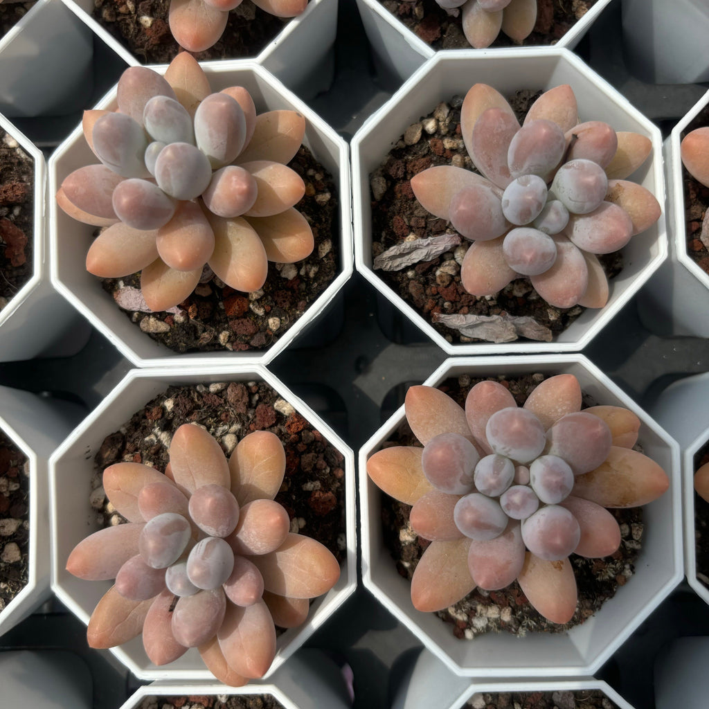 C046 エケベリア オレンジ・スノーボール