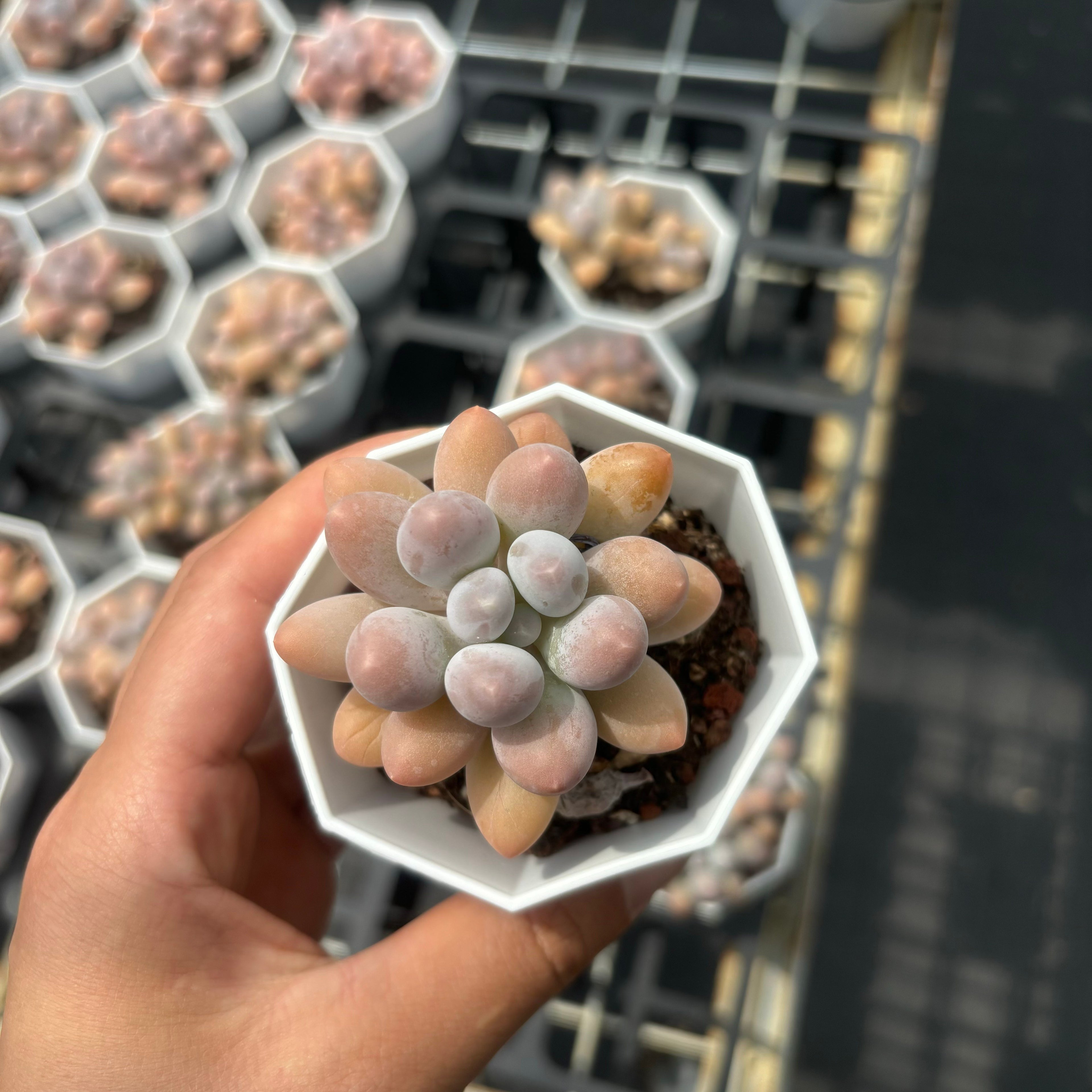 C046 エケベリア オレンジ・スノーボール