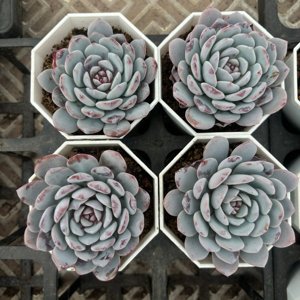 C048 エケベリア キャンディー・ハート・ラウイ