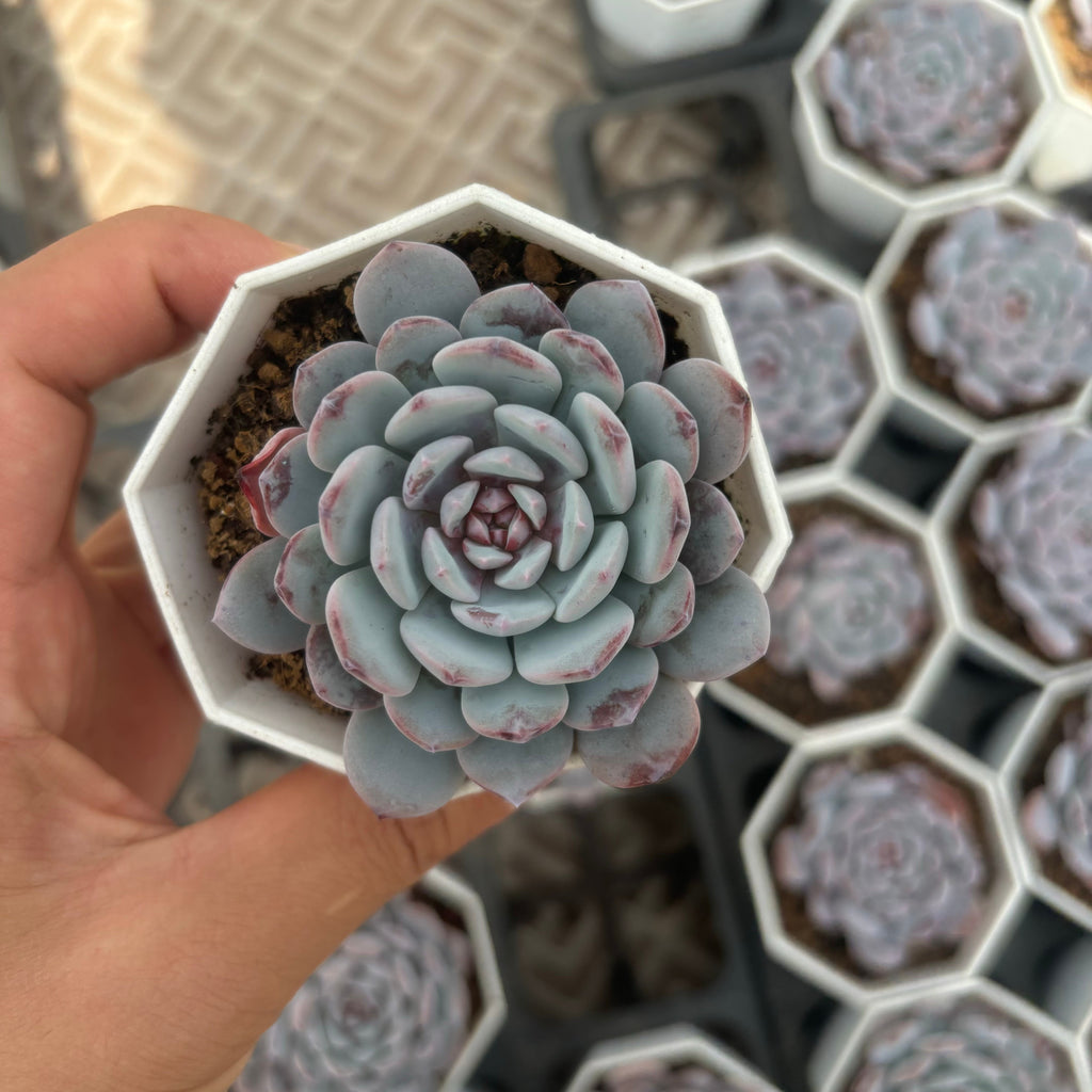 C048 エケベリア キャンディー・ハート・ラウイ