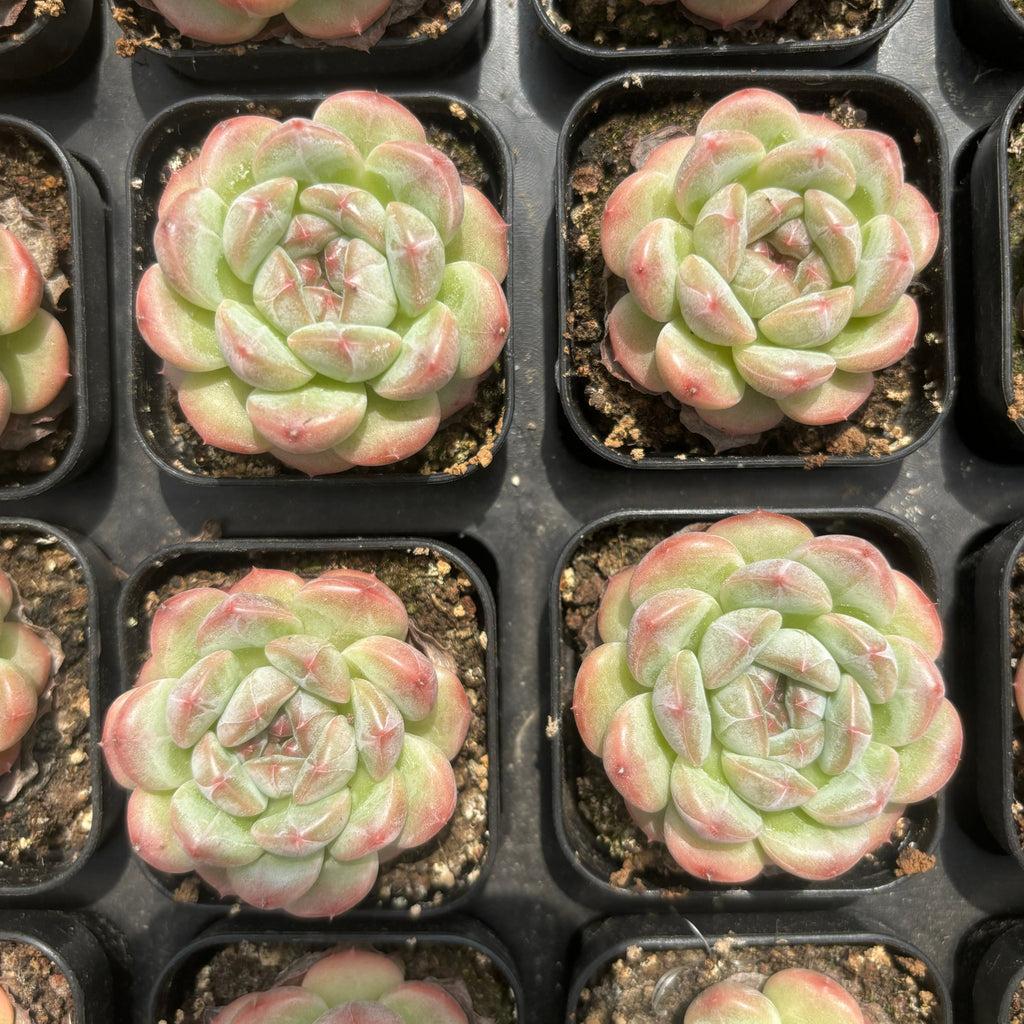 C049 ミスニン18 エケベリア