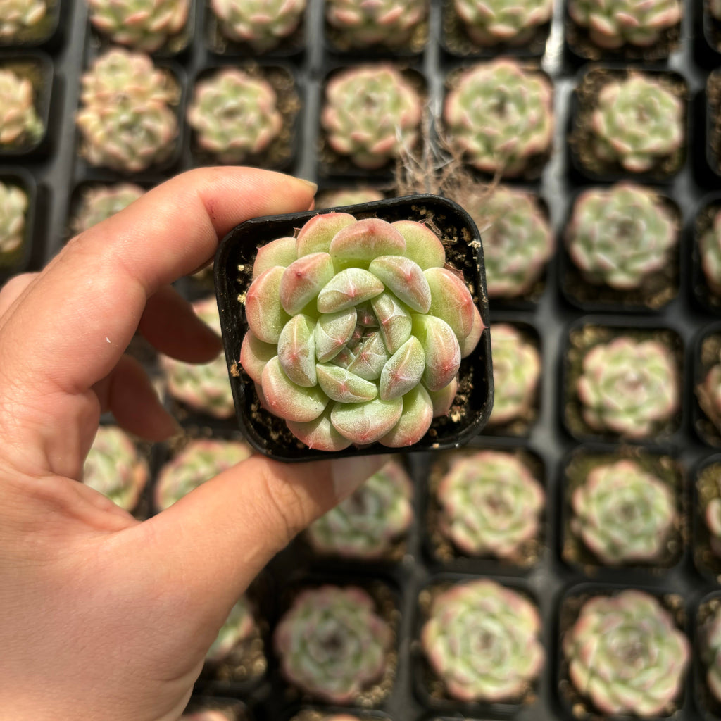 C049 ミスニン18 エケベリア