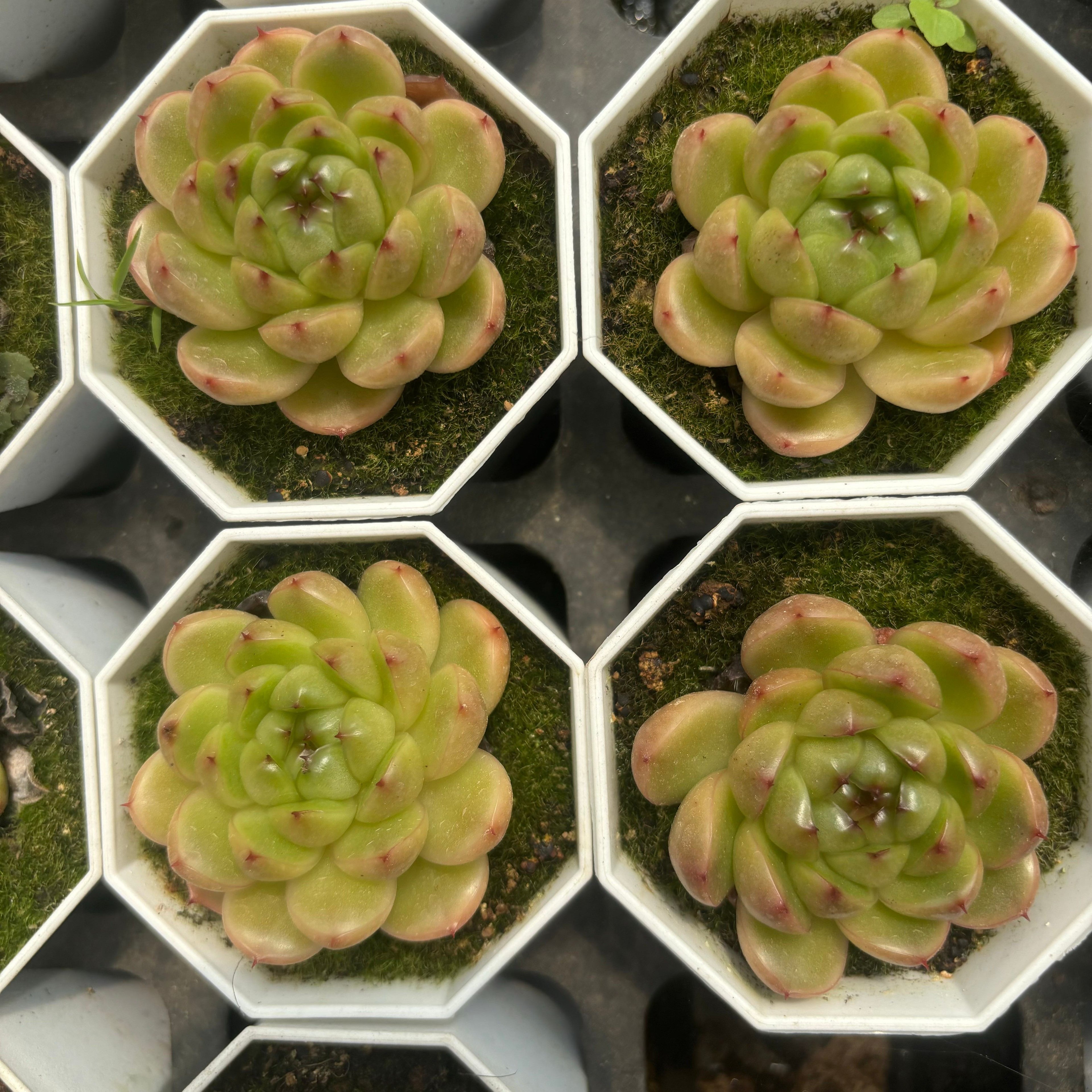 C050 エケベリア エイチエスジー