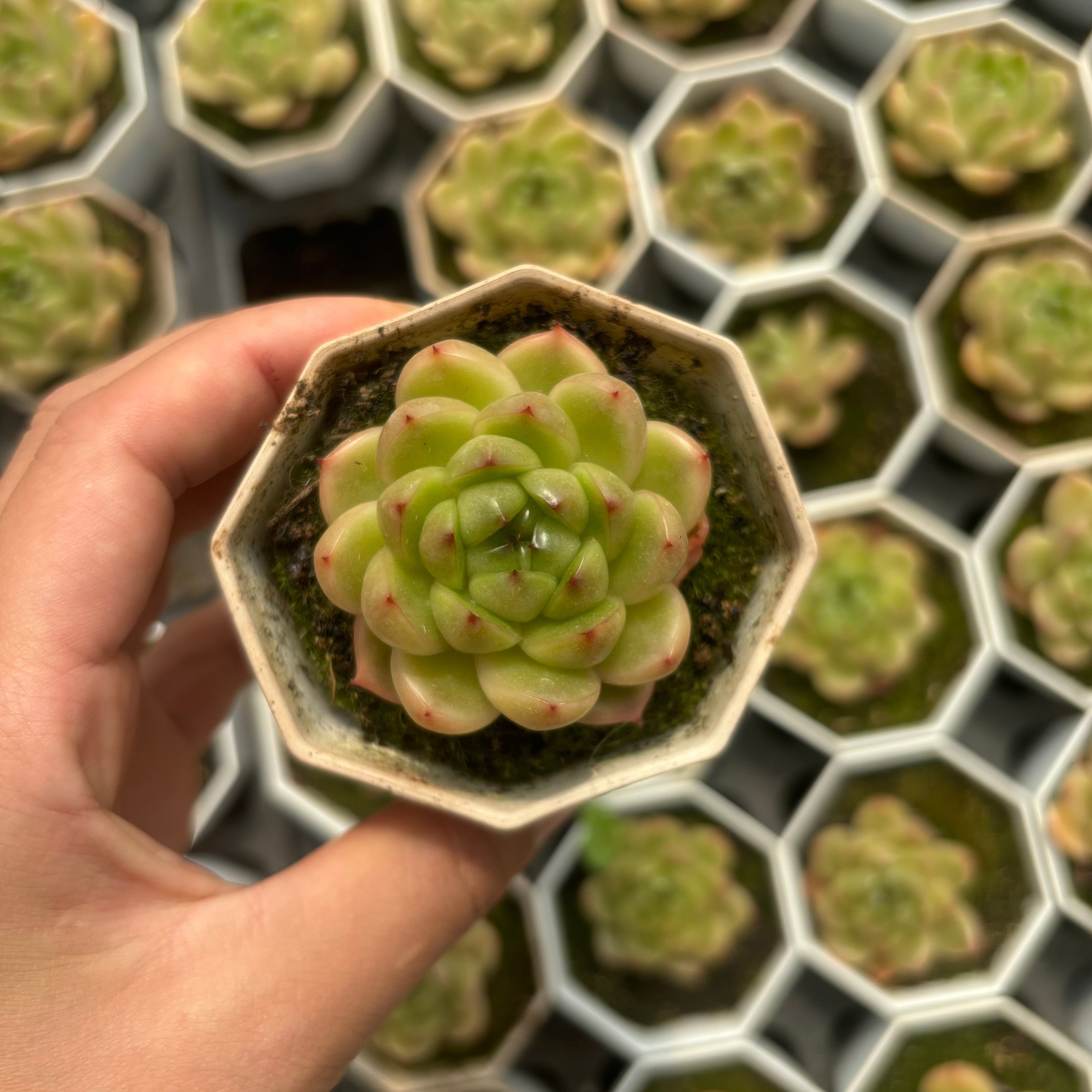 C050 エケベリア エイチエスジー