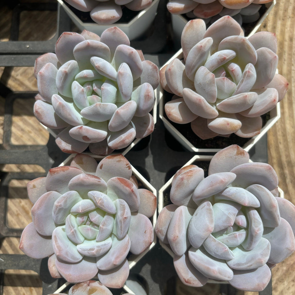 C051 エケベリア モンロー × アイスグリーン