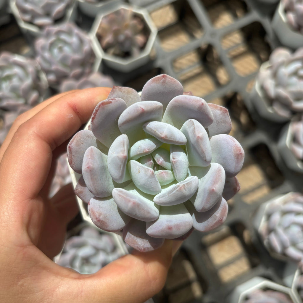 C051 エケベリア モンロー × アイスグリーン