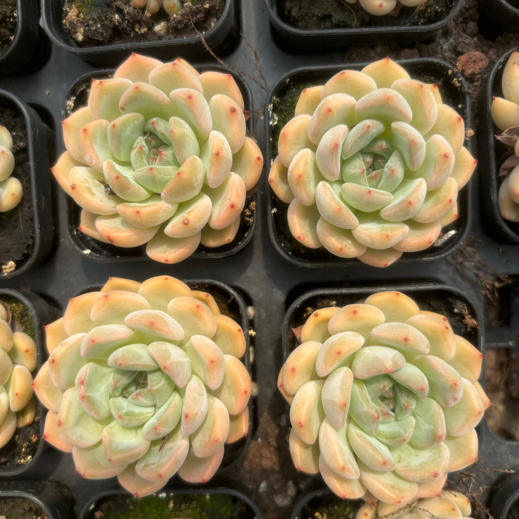 C052  ミスニン17 エケベリア