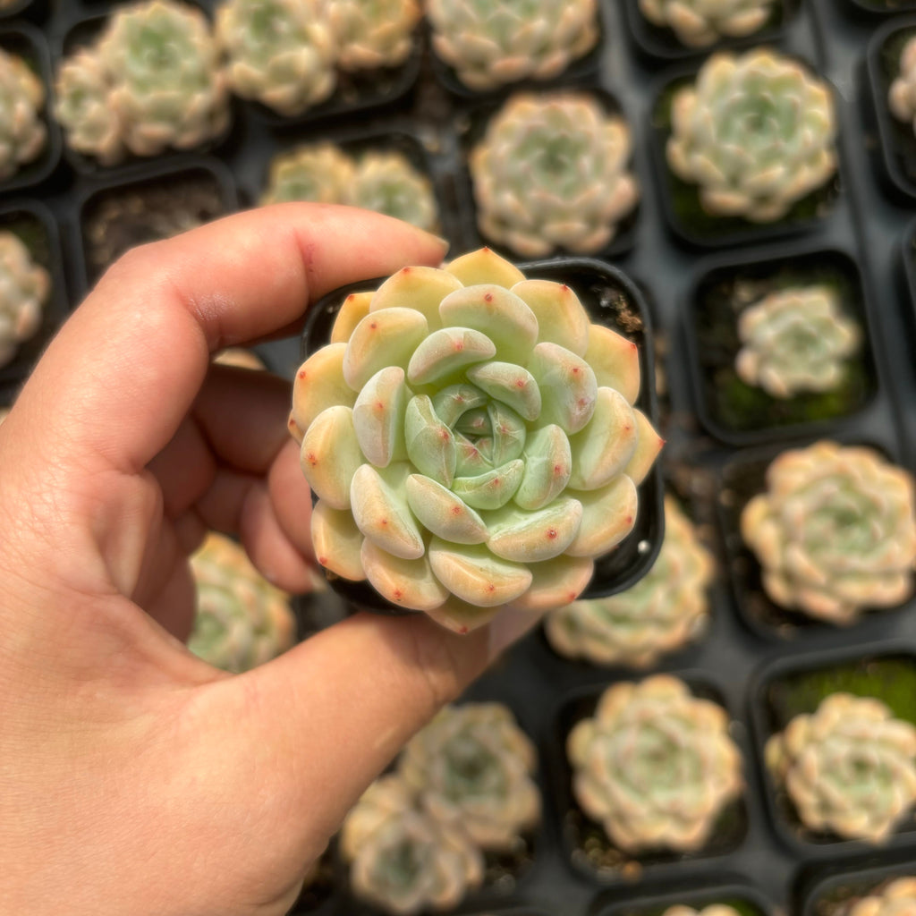 C052  ミスニン17 エケベリア