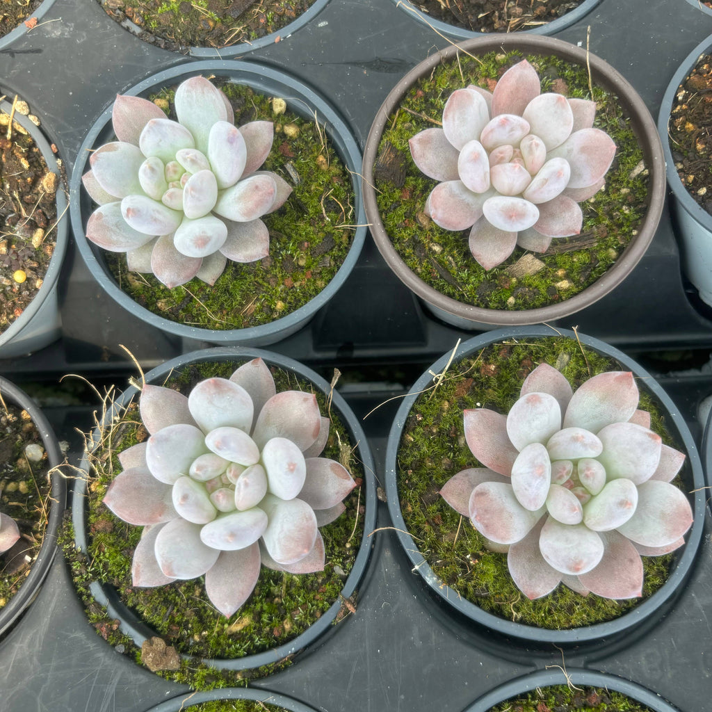 C053 エケベリア ベビー・ドリーム