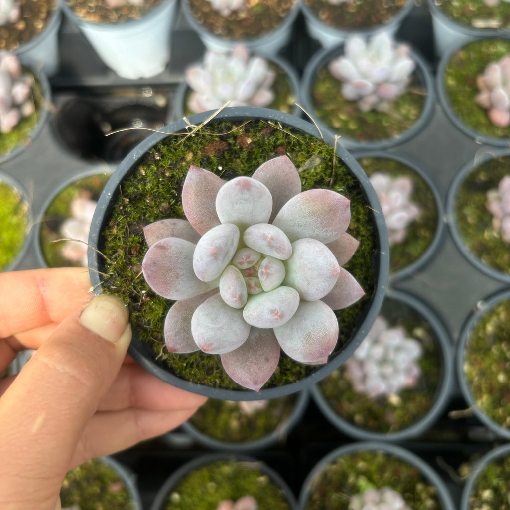 C053 エケベリア ベビー・ドリーム