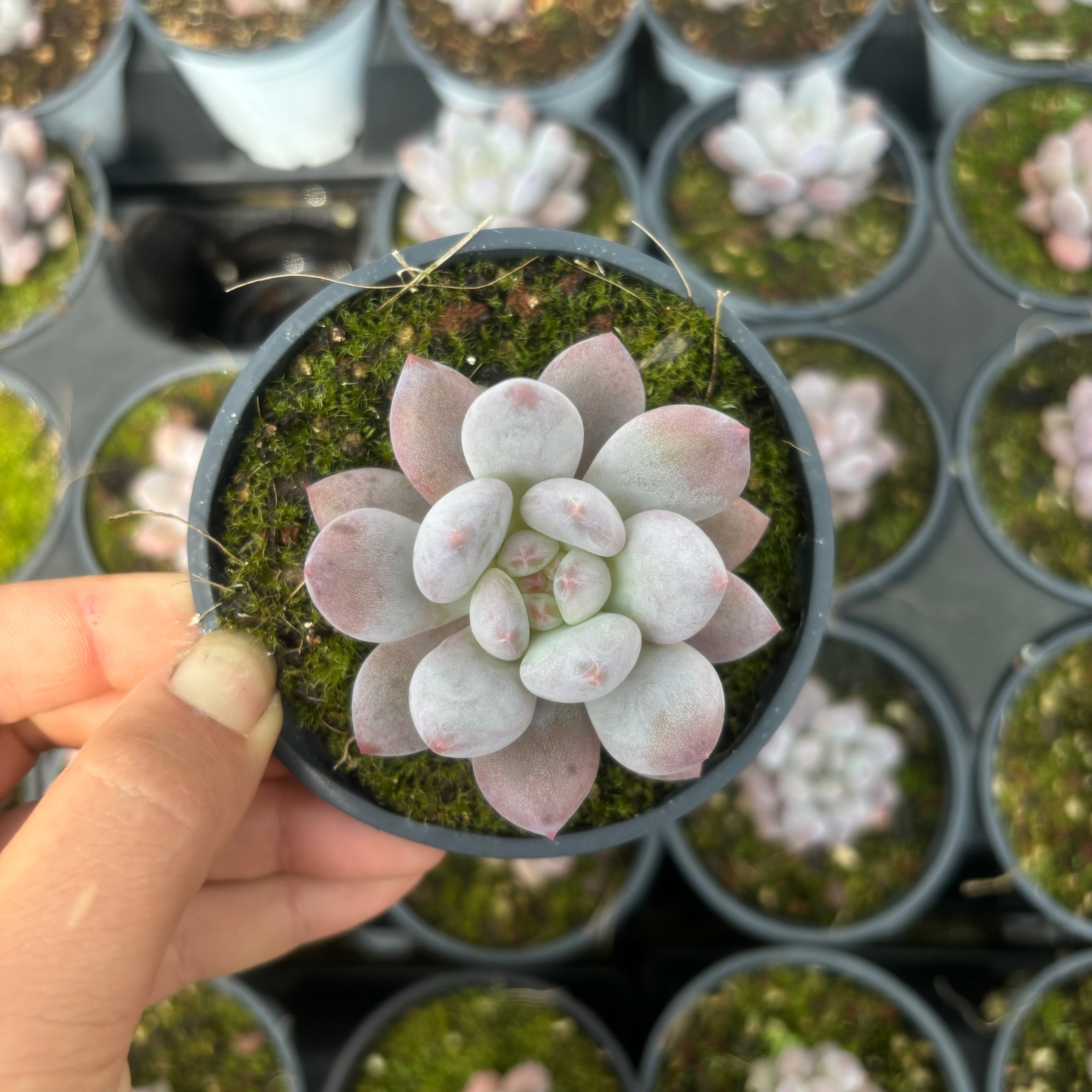 C053 エケベリア ベビー・ドリーム