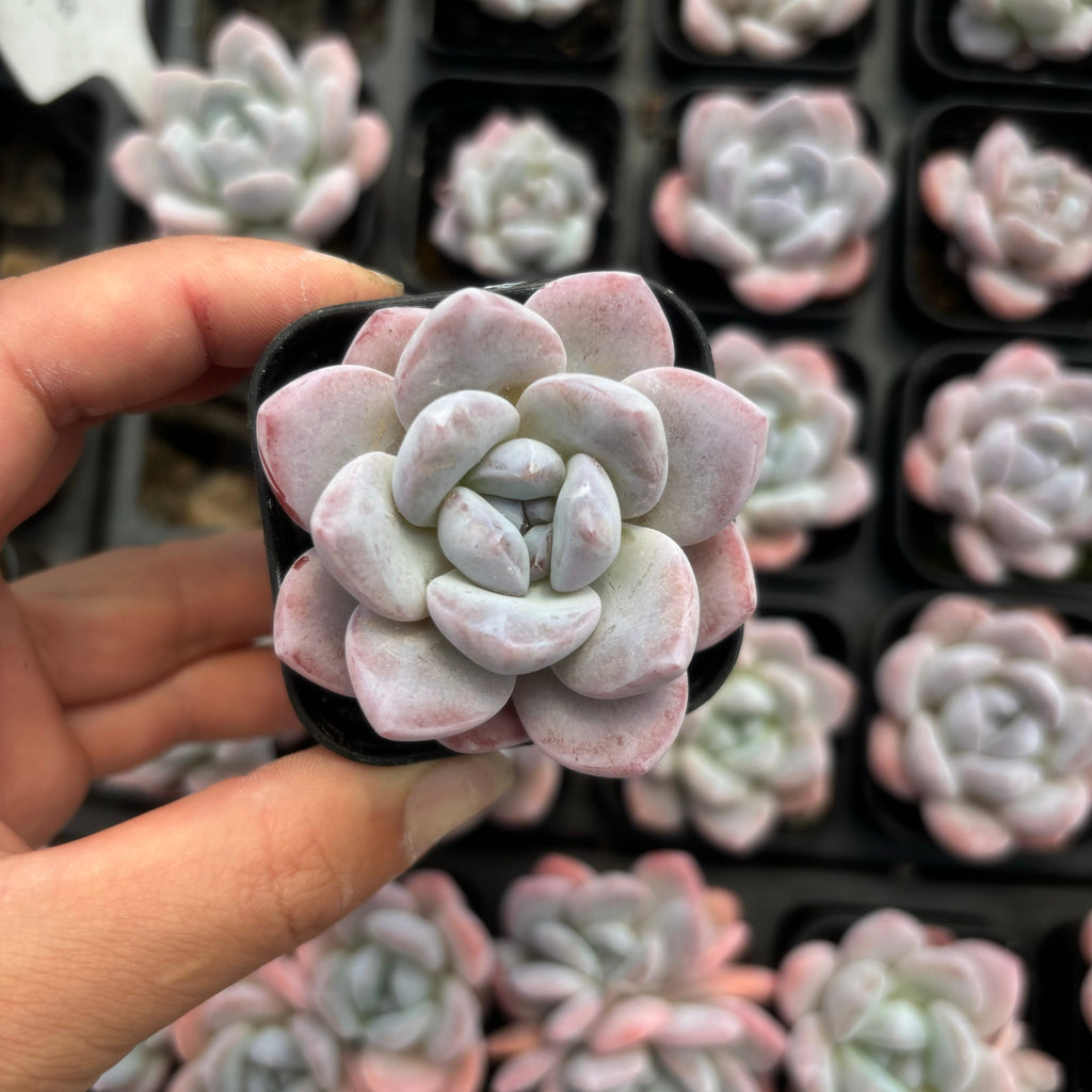 C054 エケベリア キャンディ