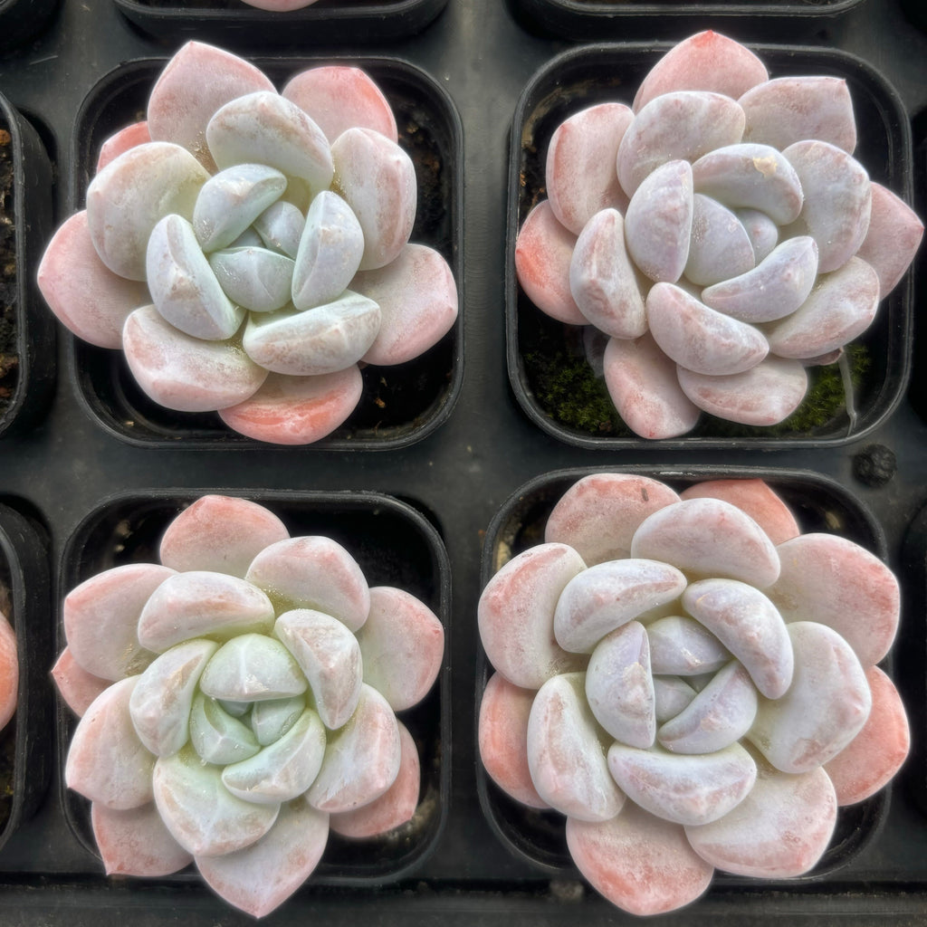 C054 エケベリア キャンディ