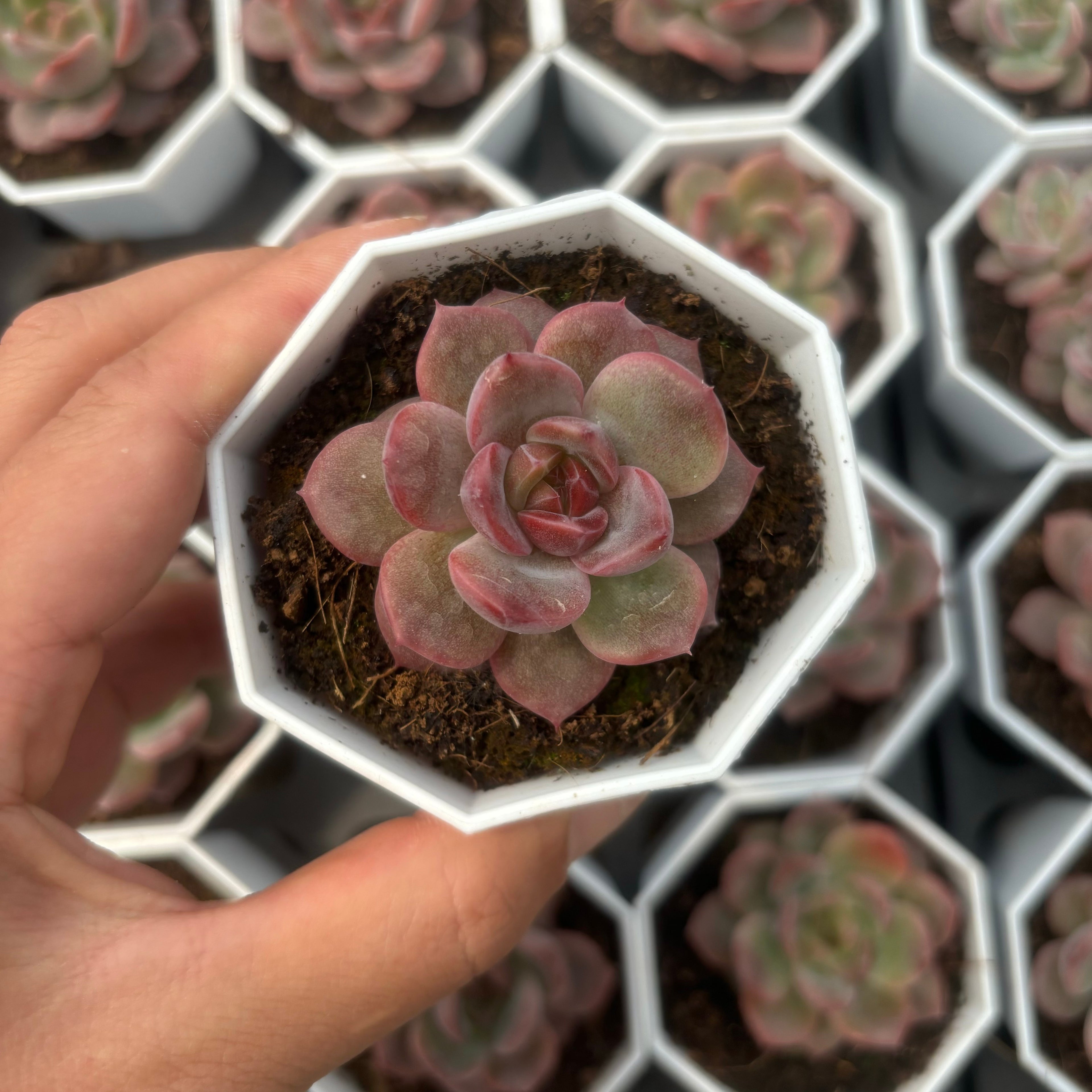 C055  W8-033 エケベリア