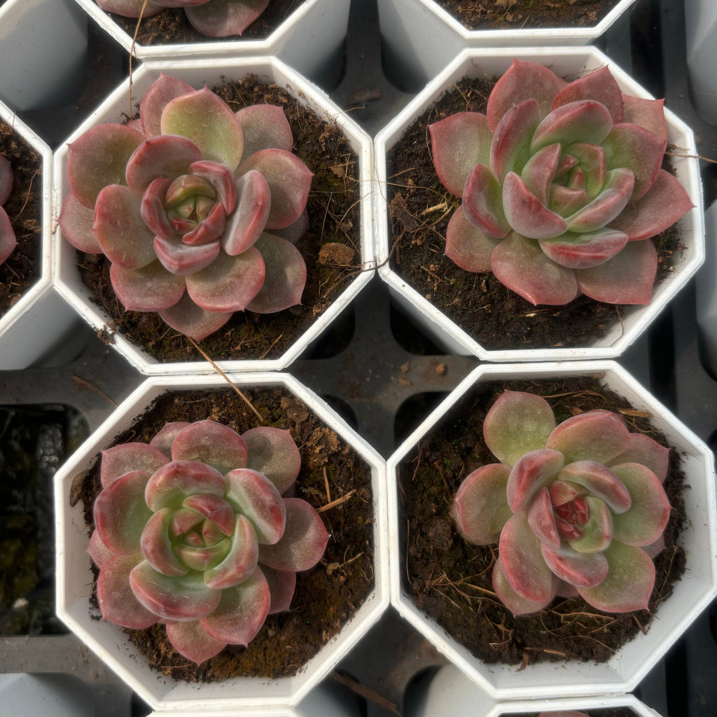 C055  W8-033 エケベリア