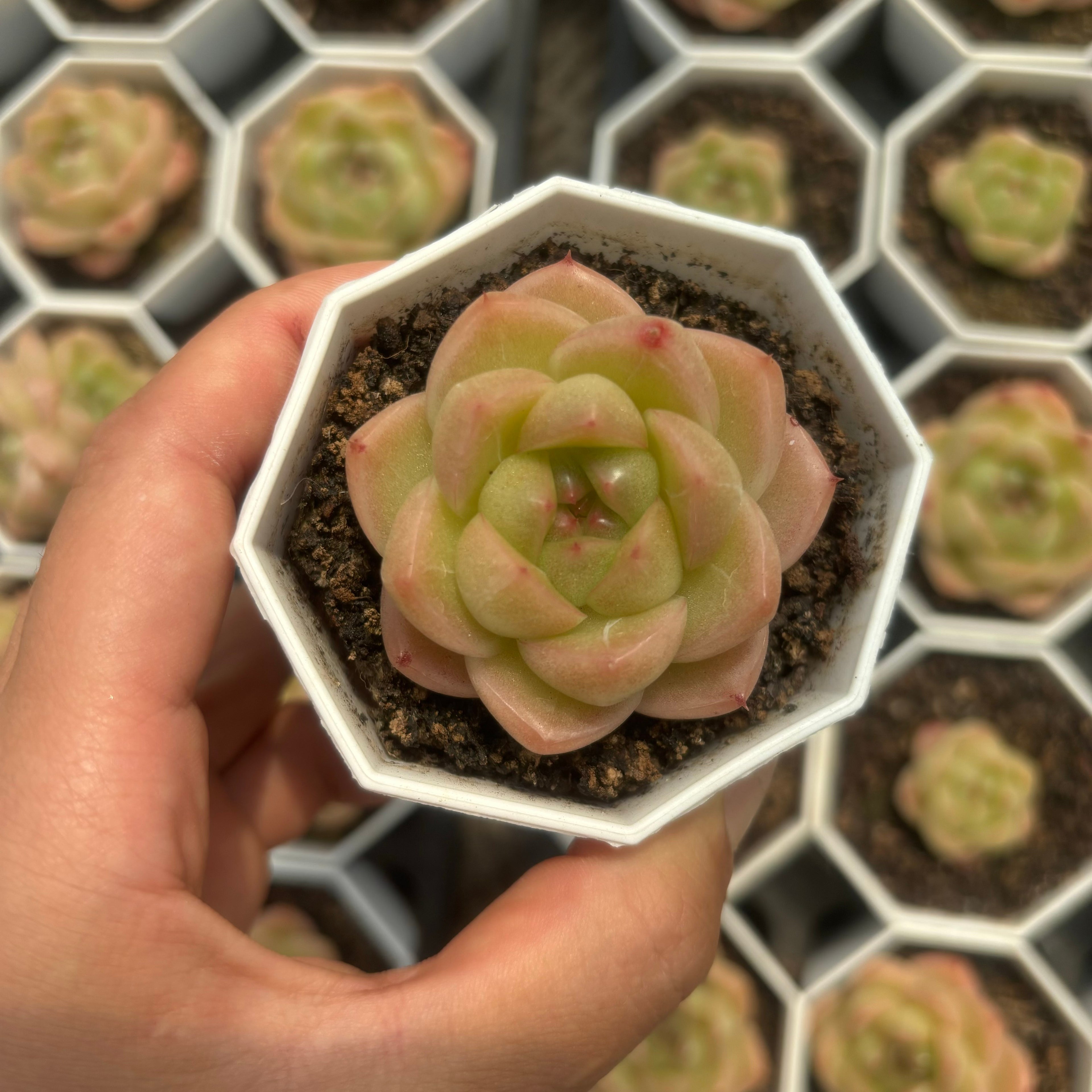 C056  エム100 エケベリア