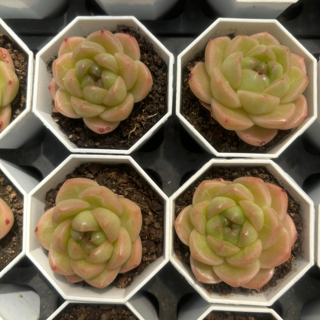 C056  エム100 エケベリア