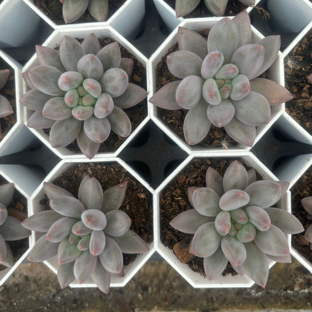 C057 エケベリア チェリーズ