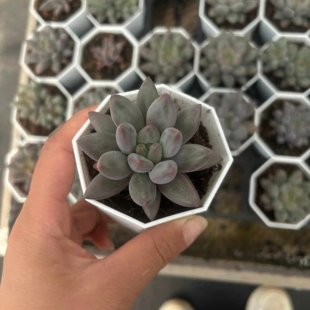 C057 エケベリア チェリーズ