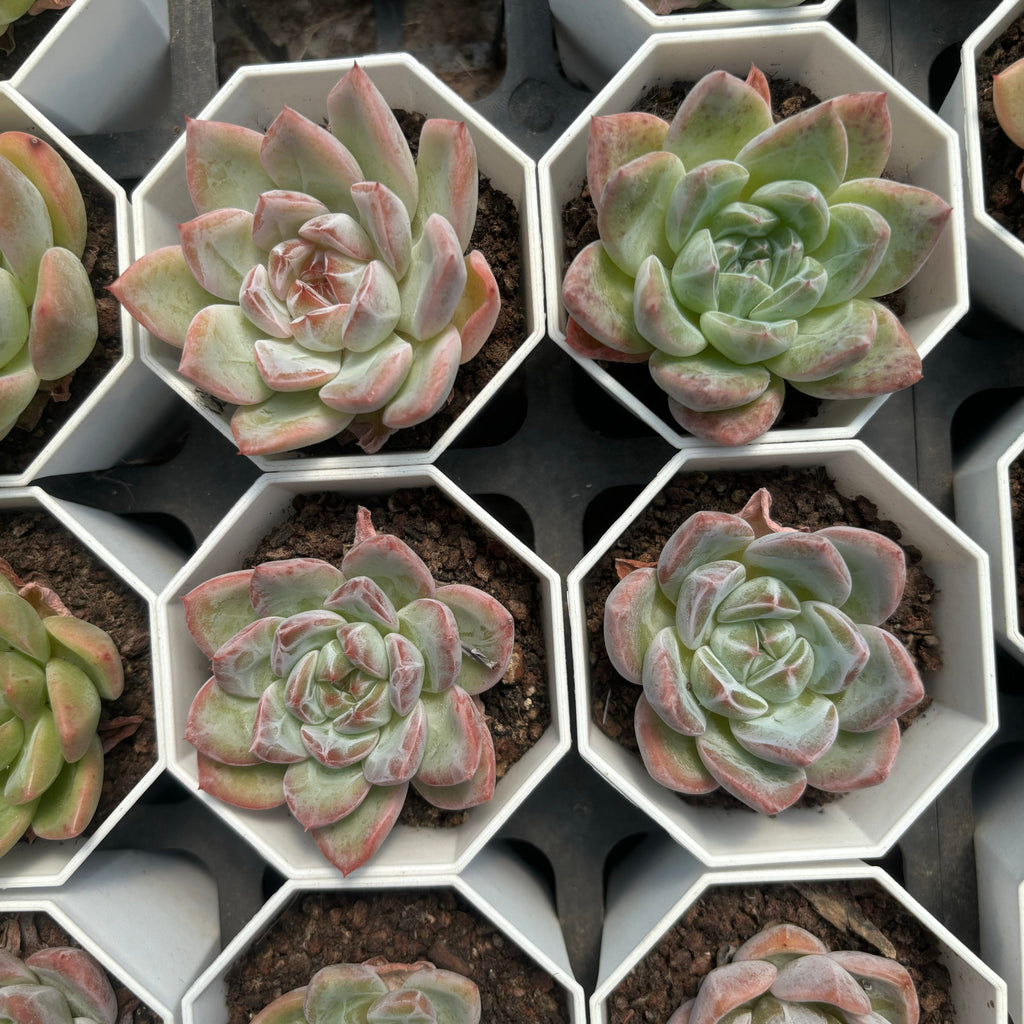 C059 エケベリア  ブイイー・19