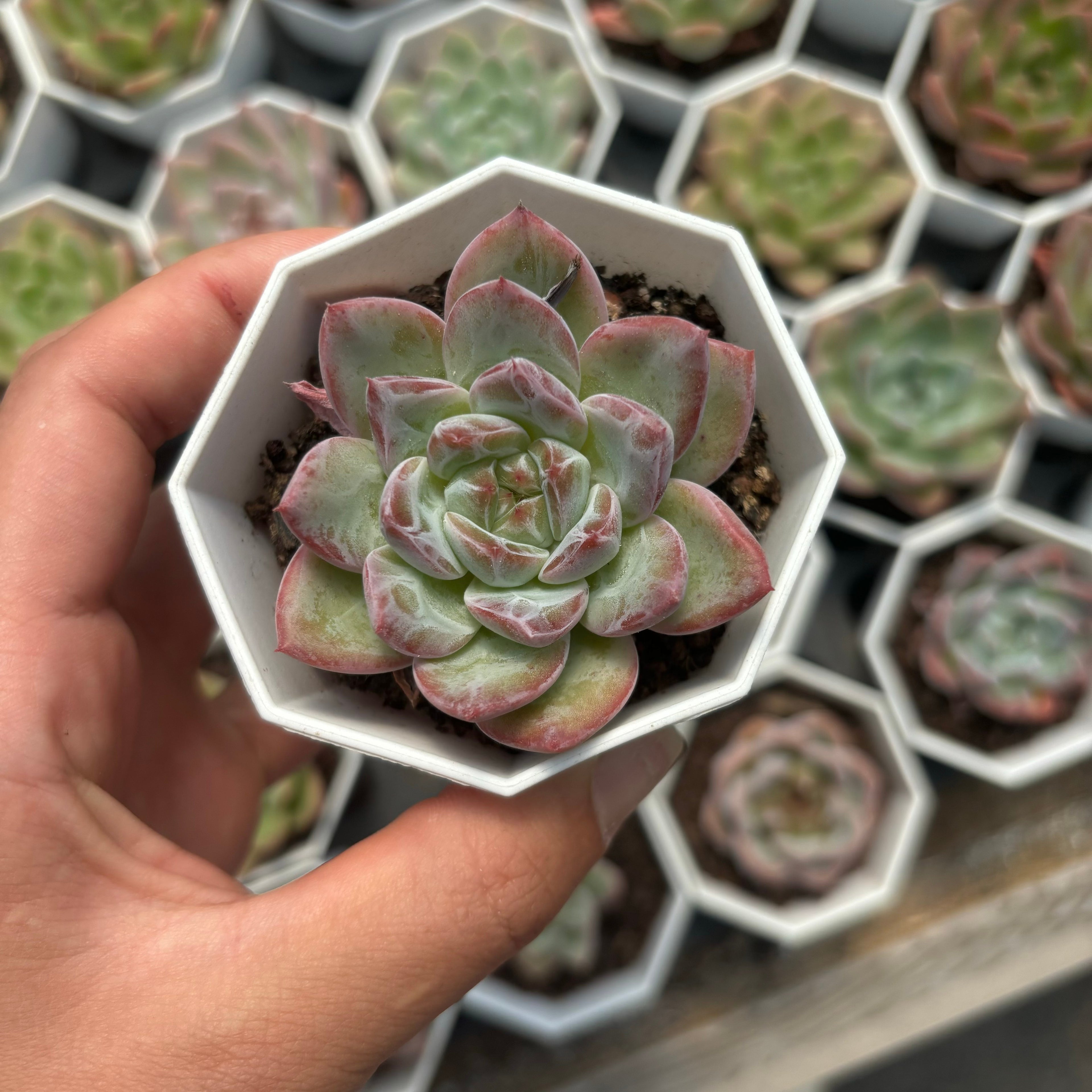 C059 エケベリア  ブイイー・19