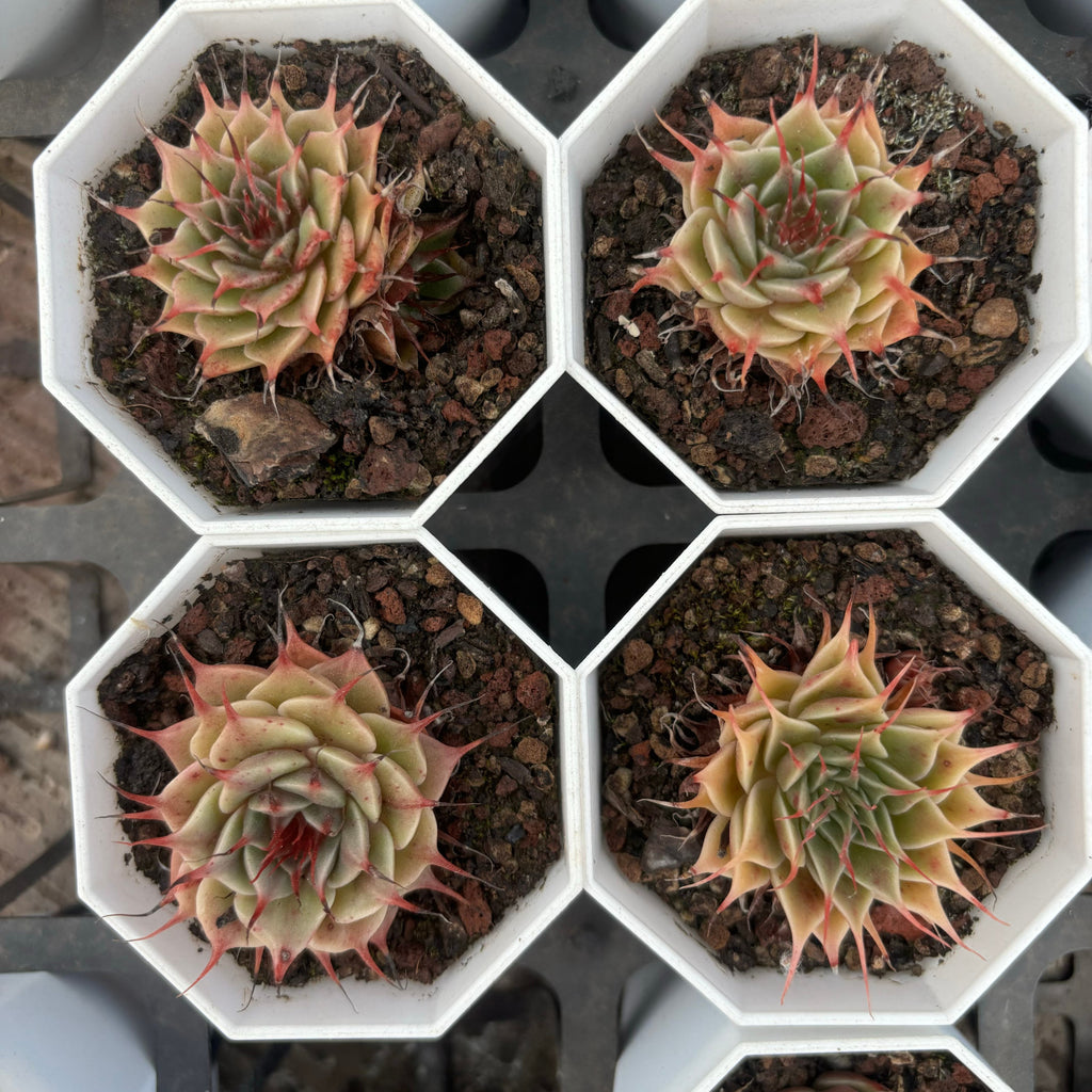 C060 エケベリア フィリフェルム