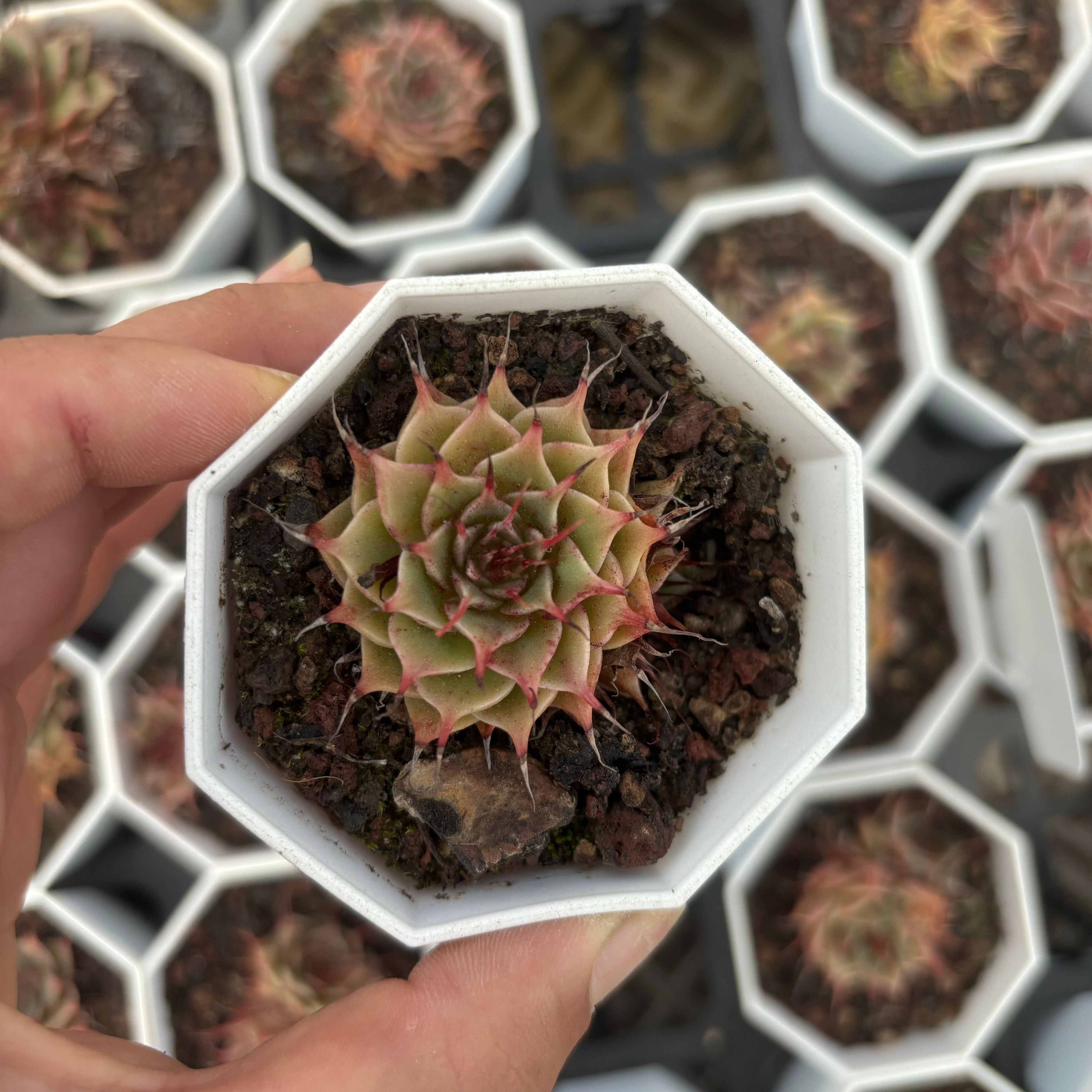 C060 エケベリア フィリフェルム