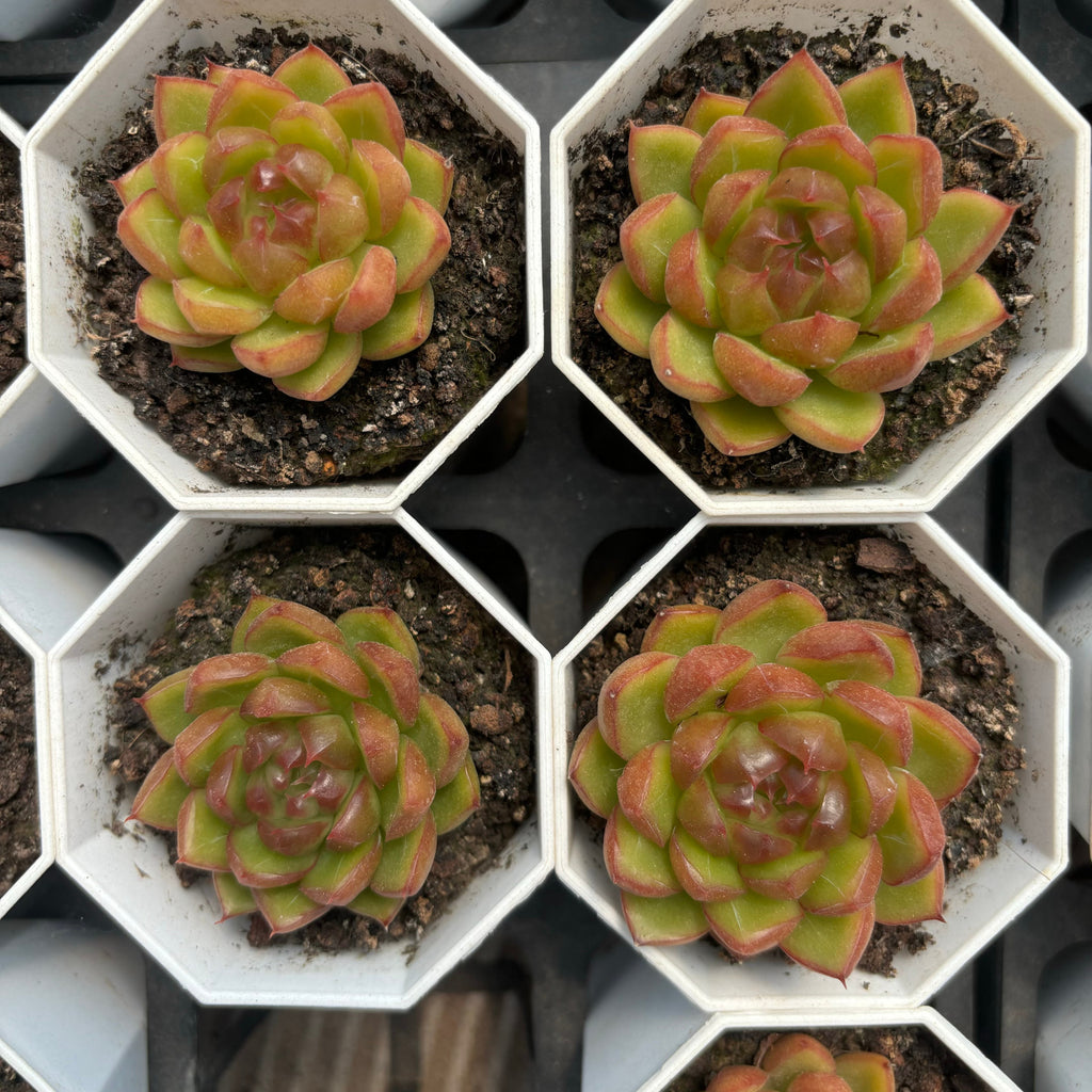 C062 エケベリア キャンディ・ジェニー